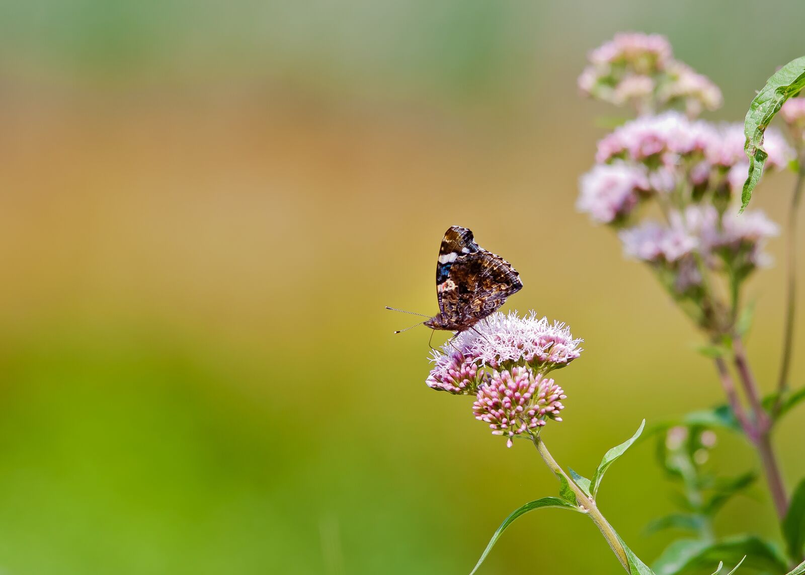 Canon EOS 50D sample photo. Butterfly, flower, nature photography
