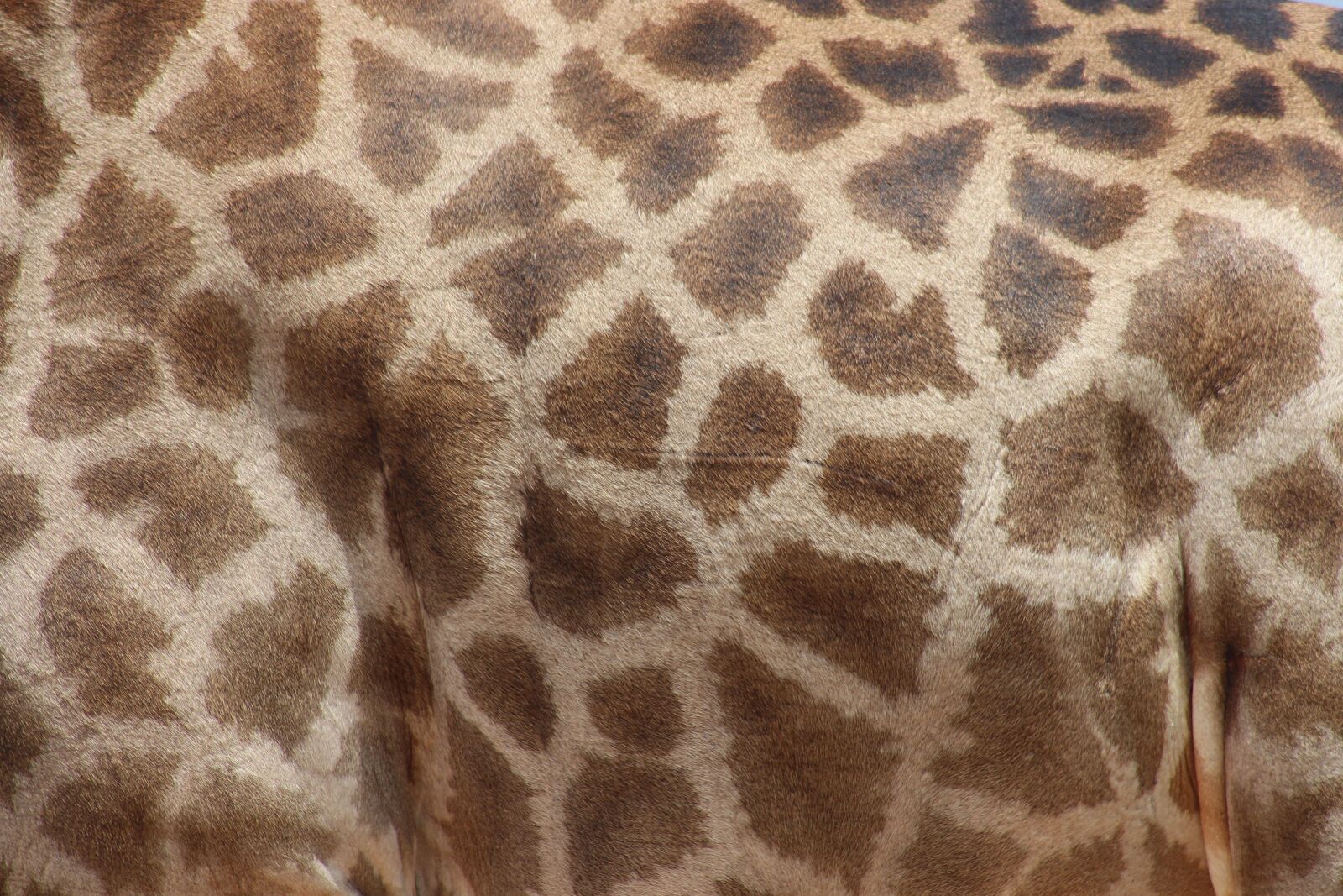Canon EF 75-300mm f/4-5.6 sample photo. Giraffe, animal, wild photography