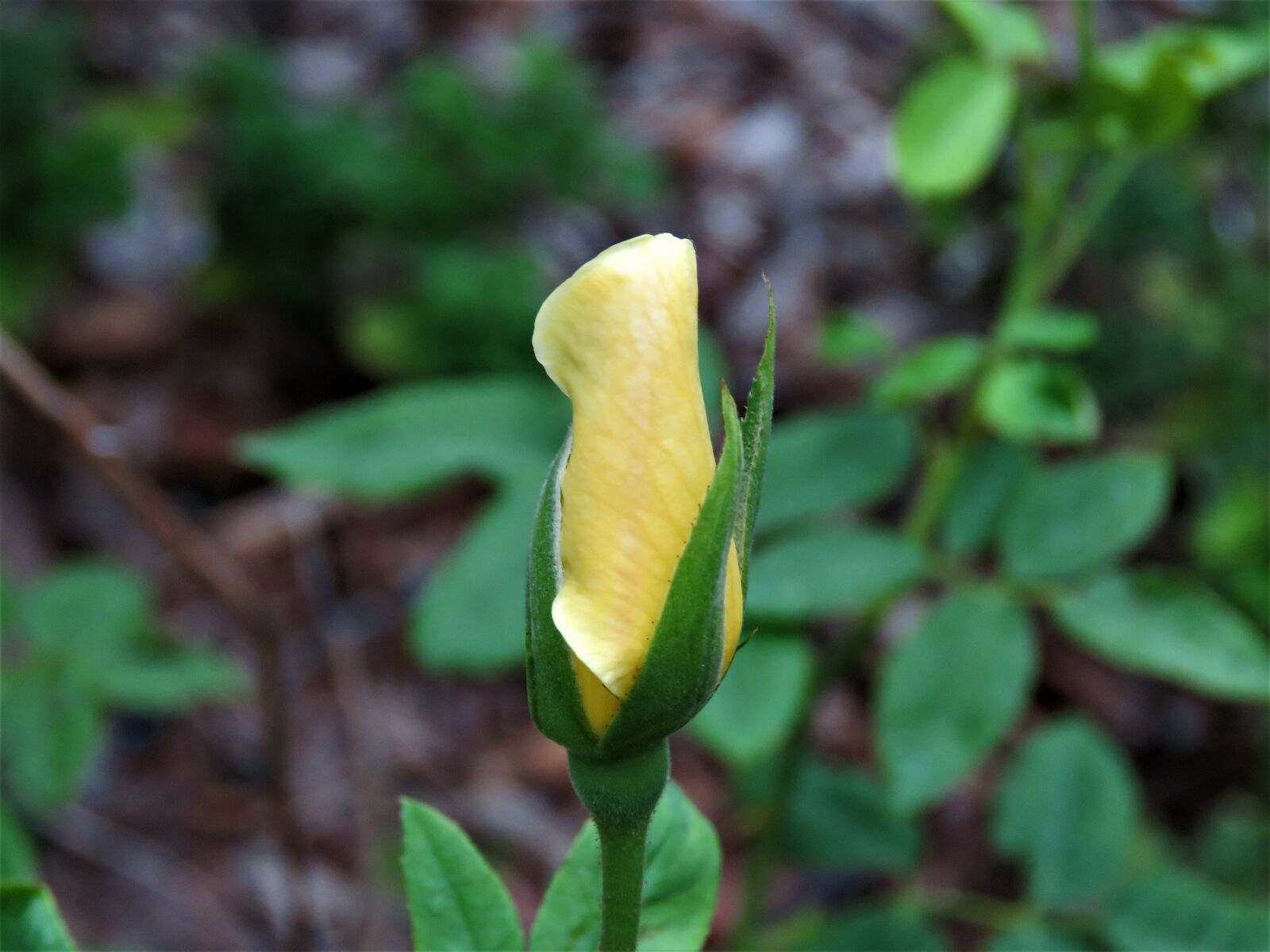 Canon PowerShot SX60 HS sample photo. Flower, bud, yellow photography