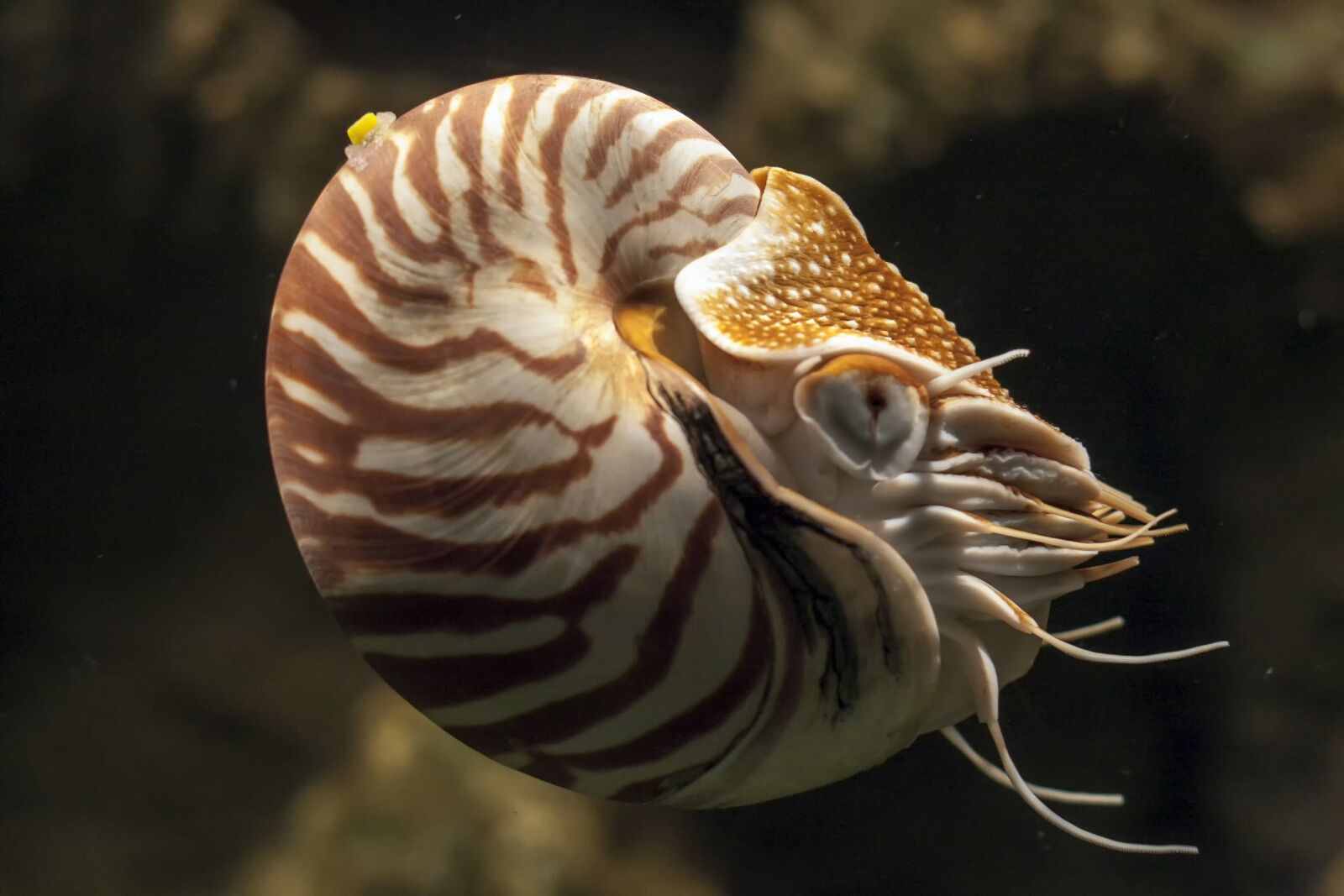 Canon EOS 20D sample photo. Nautilus, aquarium, sea photography