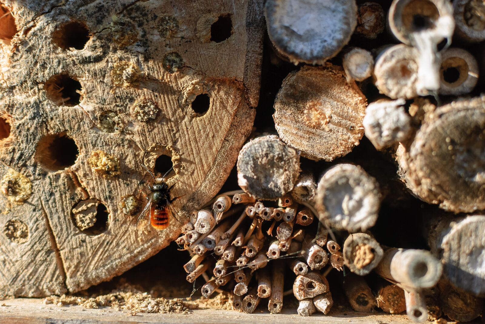 Nikon D80 sample photo. Nature, wood, house photography