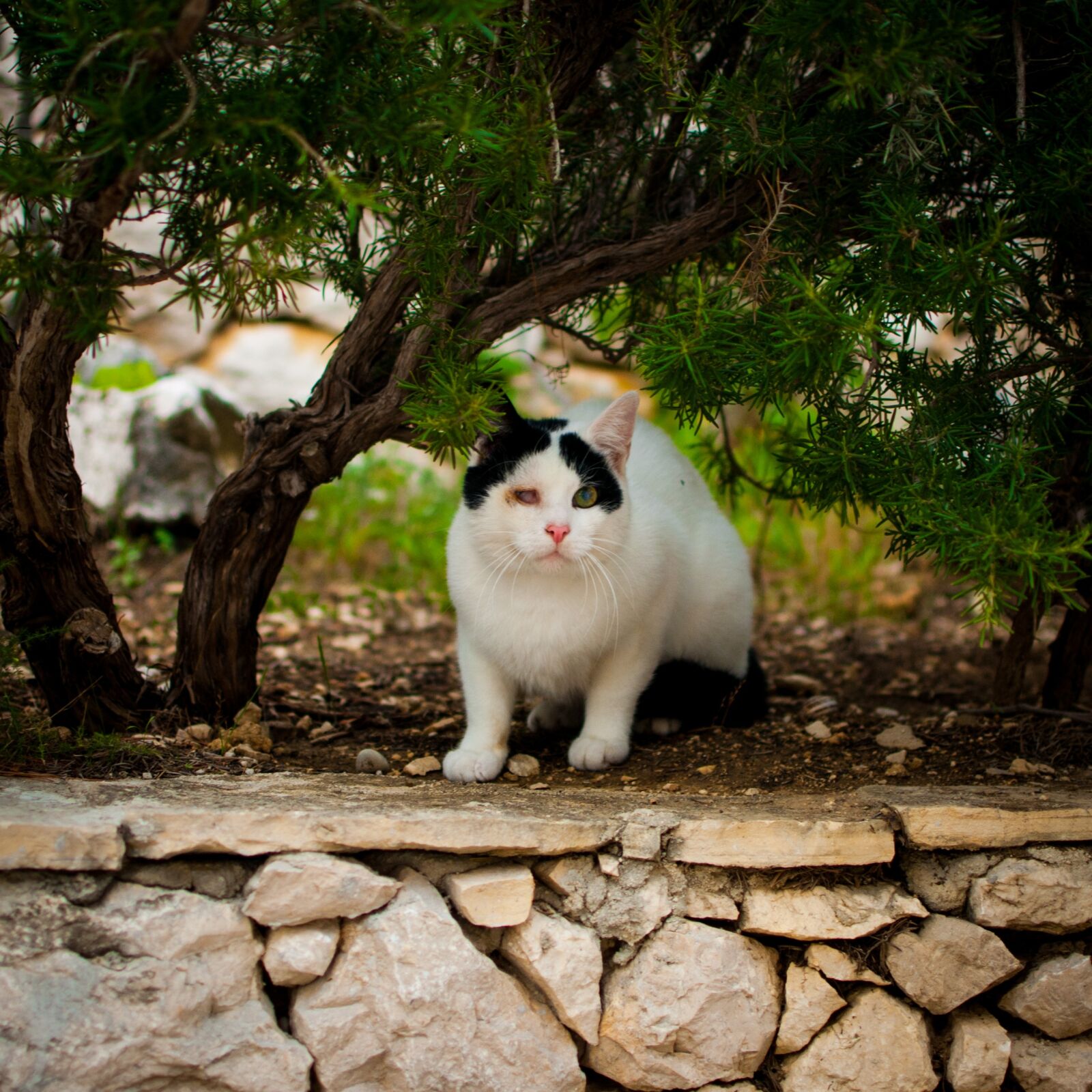 Nikon D60 sample photo. Harm, cat, one-eyed photography