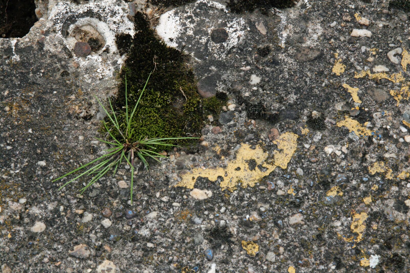 Canon EOS 400D (EOS Digital Rebel XTi / EOS Kiss Digital X) sample photo. Grass, moss, stones photography