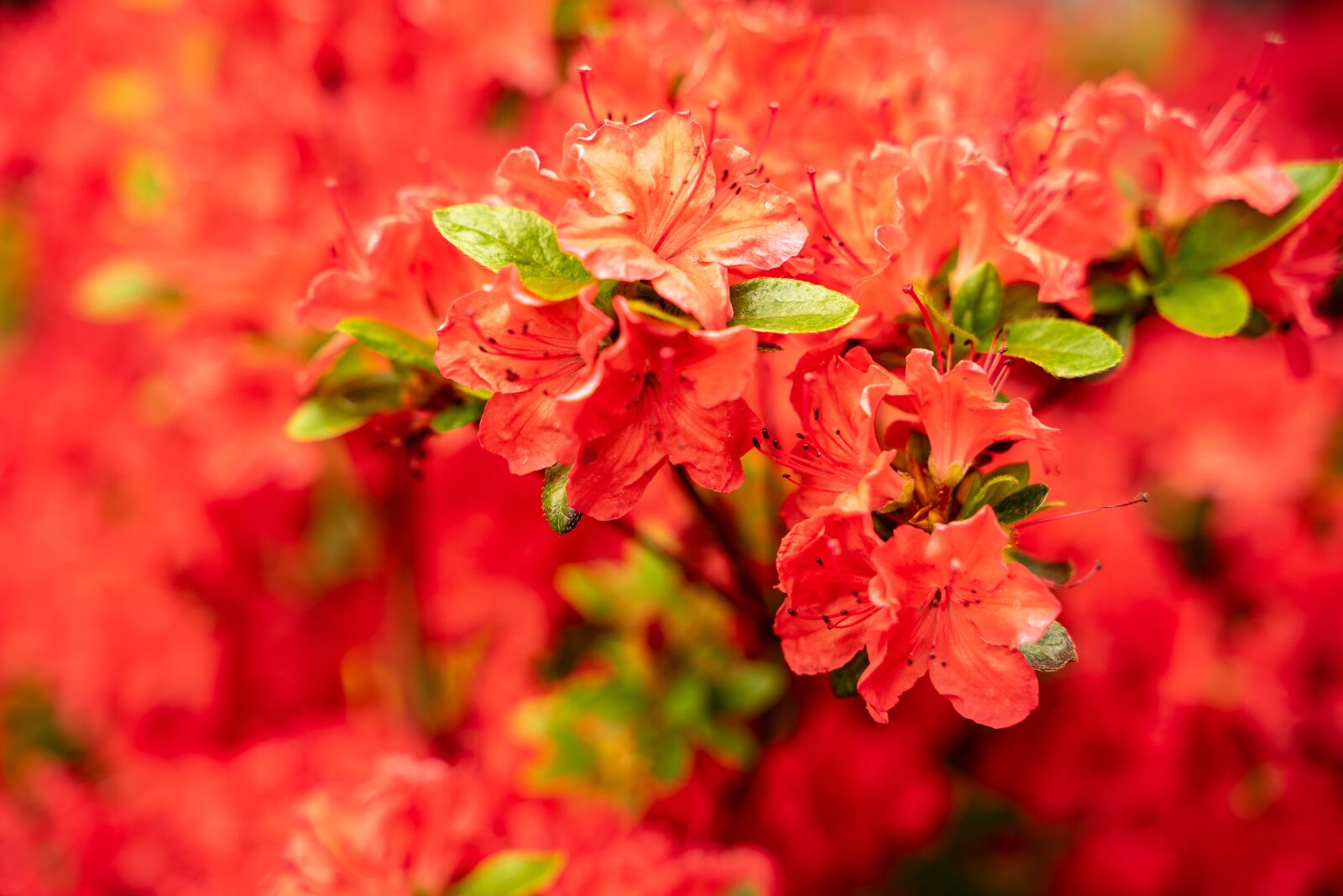 Tamron 28-75mm F2.8 Di III RXD sample photo. Blossom, bloom, pink photography