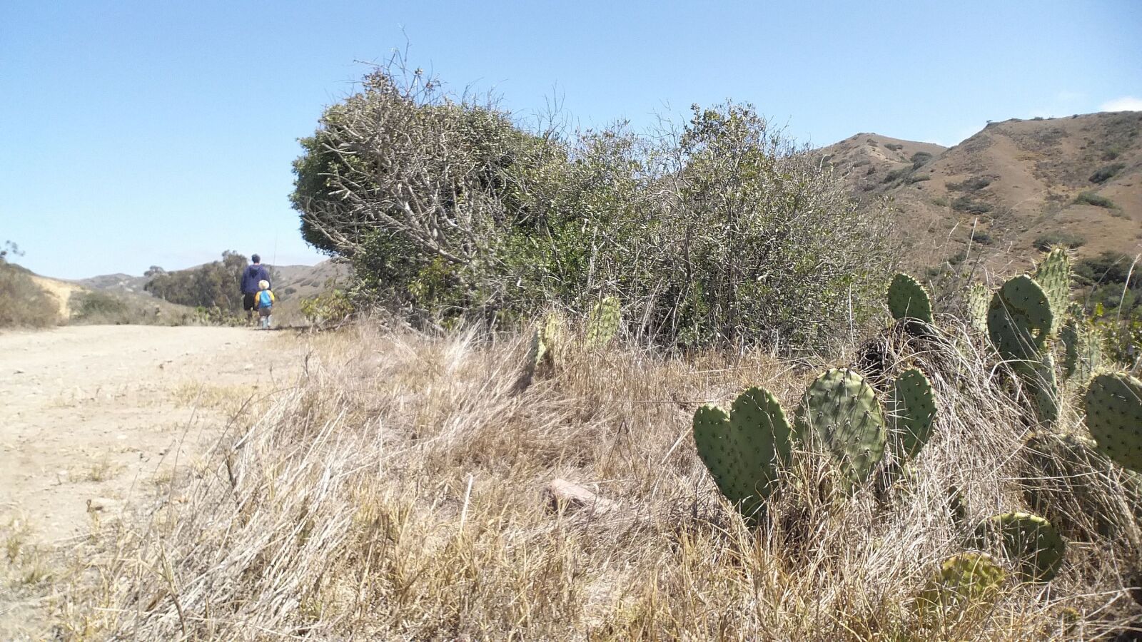 Samsung Galaxy Note4 sample photo. Cactus, heart shaped plant photography
