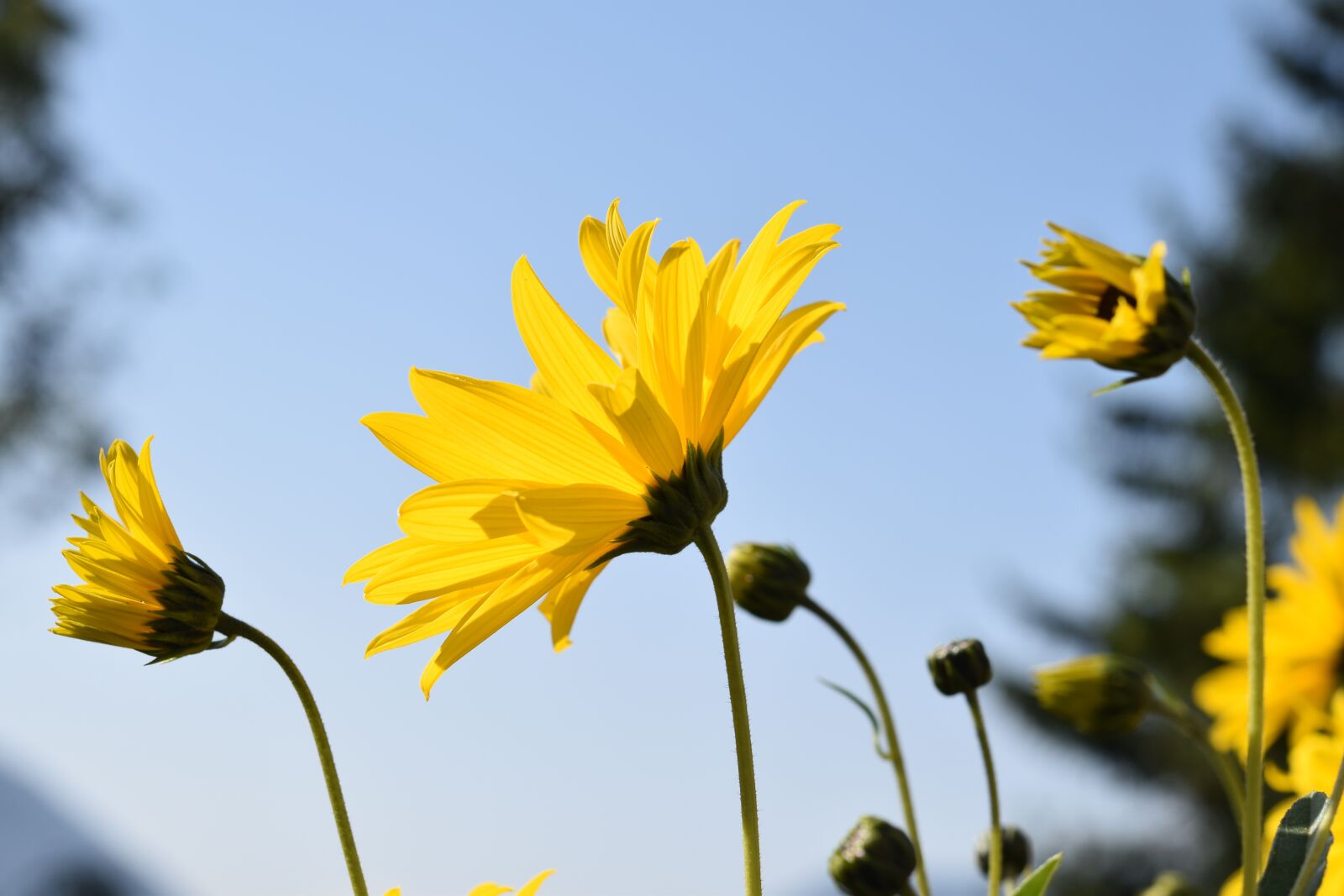 Nikon D5600 sample photo. Flower, flower yellow petals photography