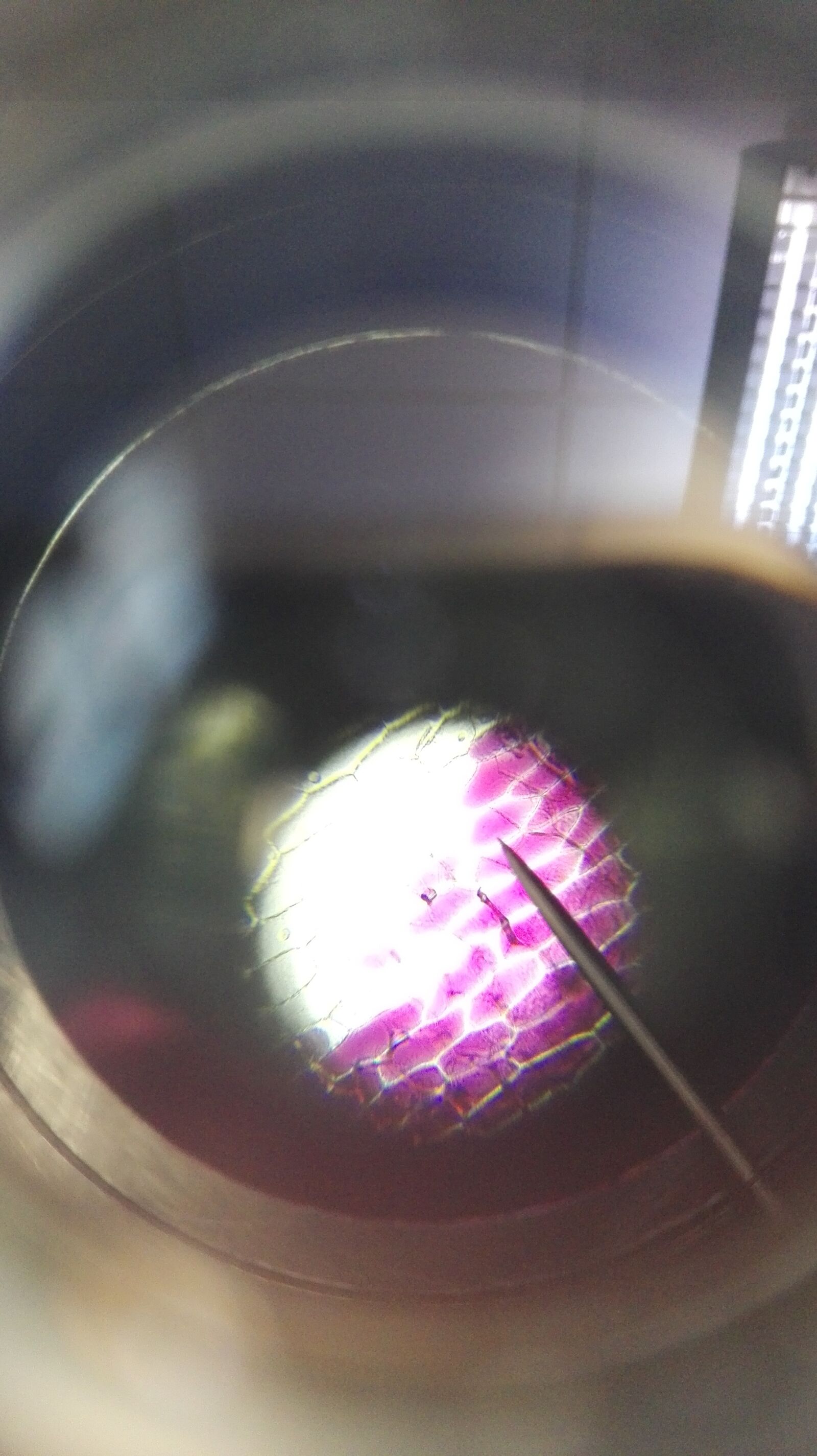 HUAWEI P8 Lite sample photo. Microscope, cell, examine photography