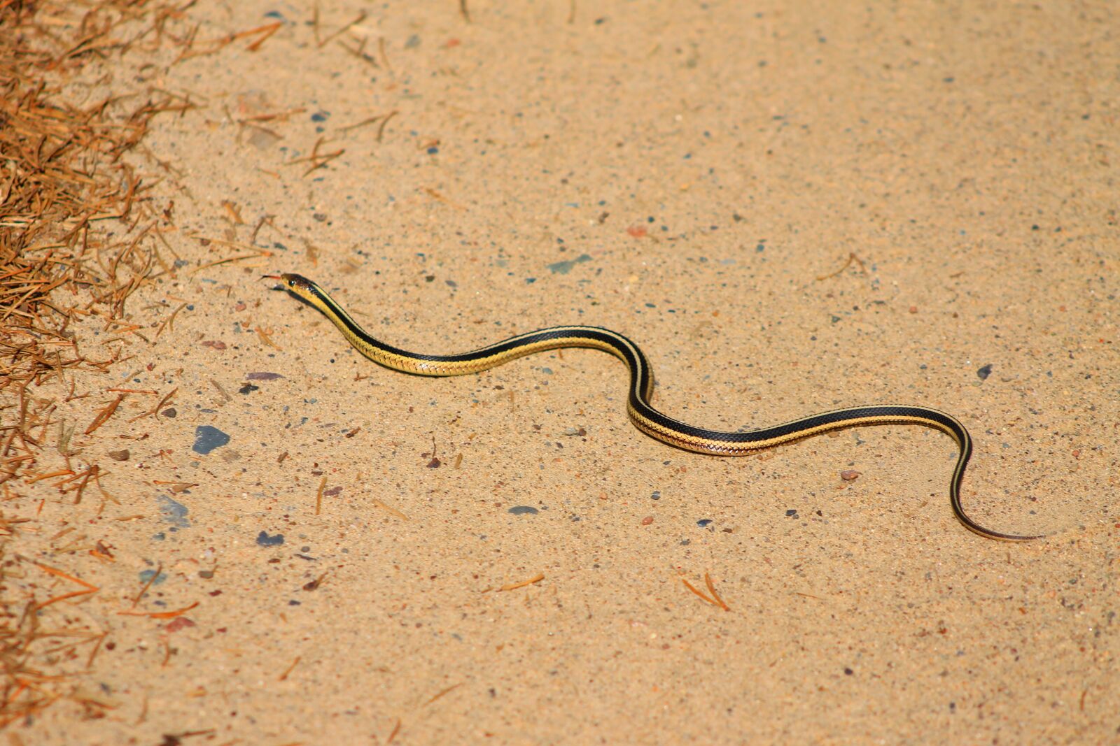 Canon EOS 1100D (EOS Rebel T3 / EOS Kiss X50) sample photo. Snake, reptile, wildlife photography