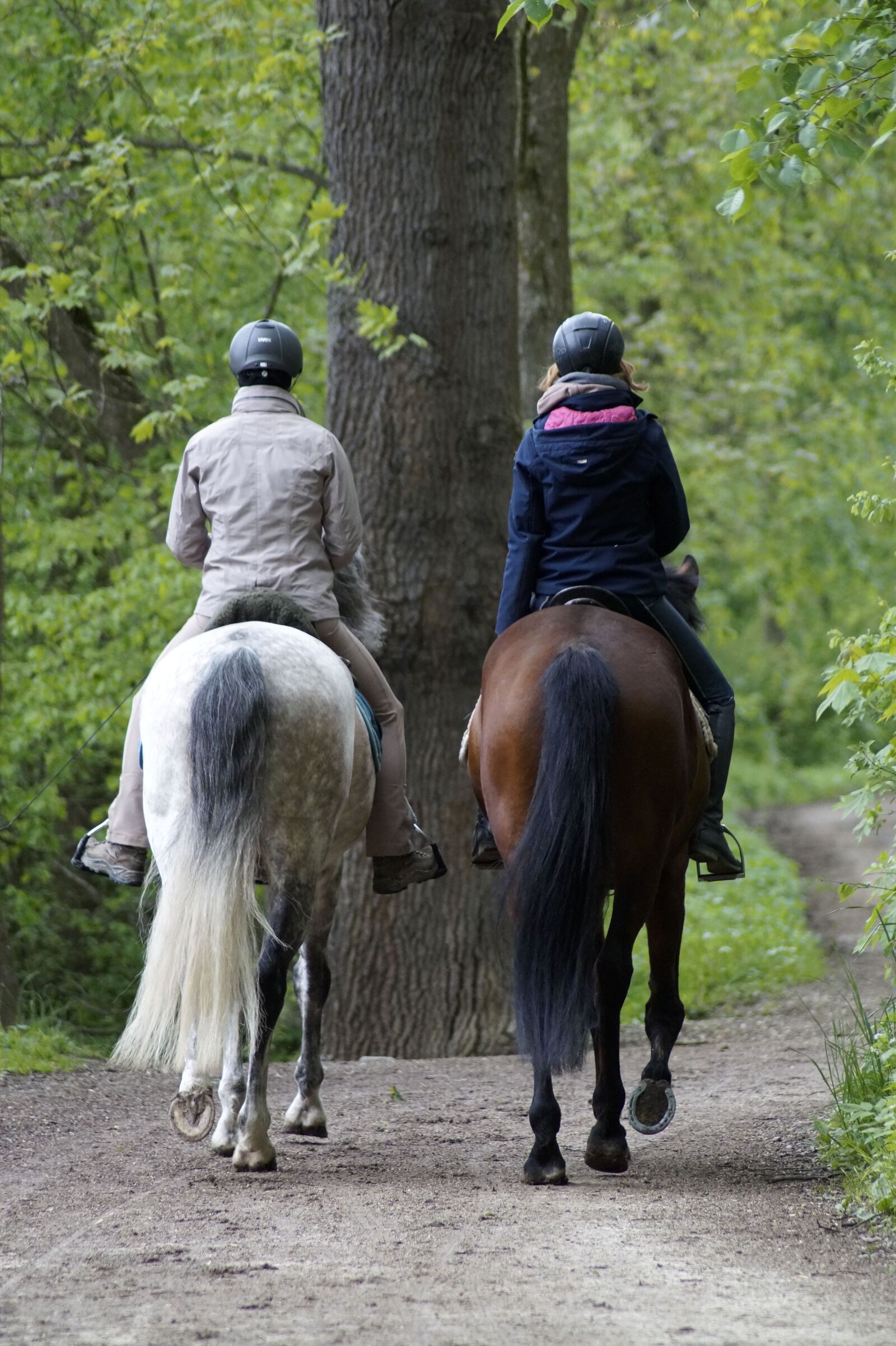 Sony SLT-A58 sample photo. Exit, horse, forest photography