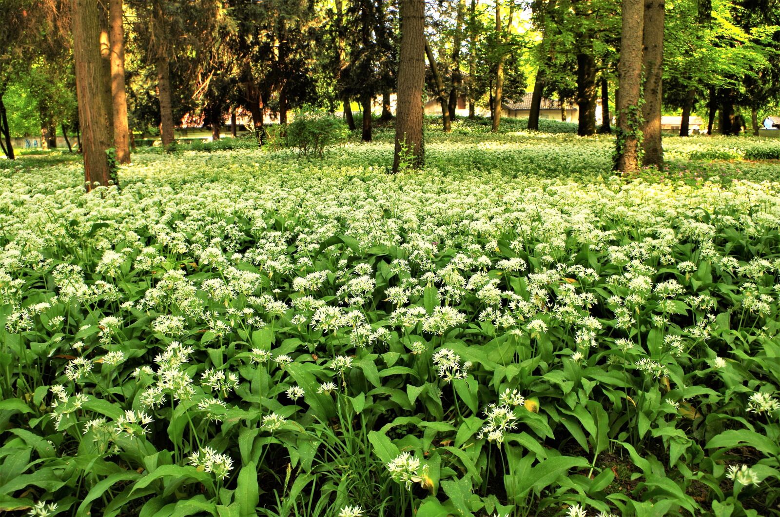 Pentax K-50 sample photo. White flowers, forest flower photography