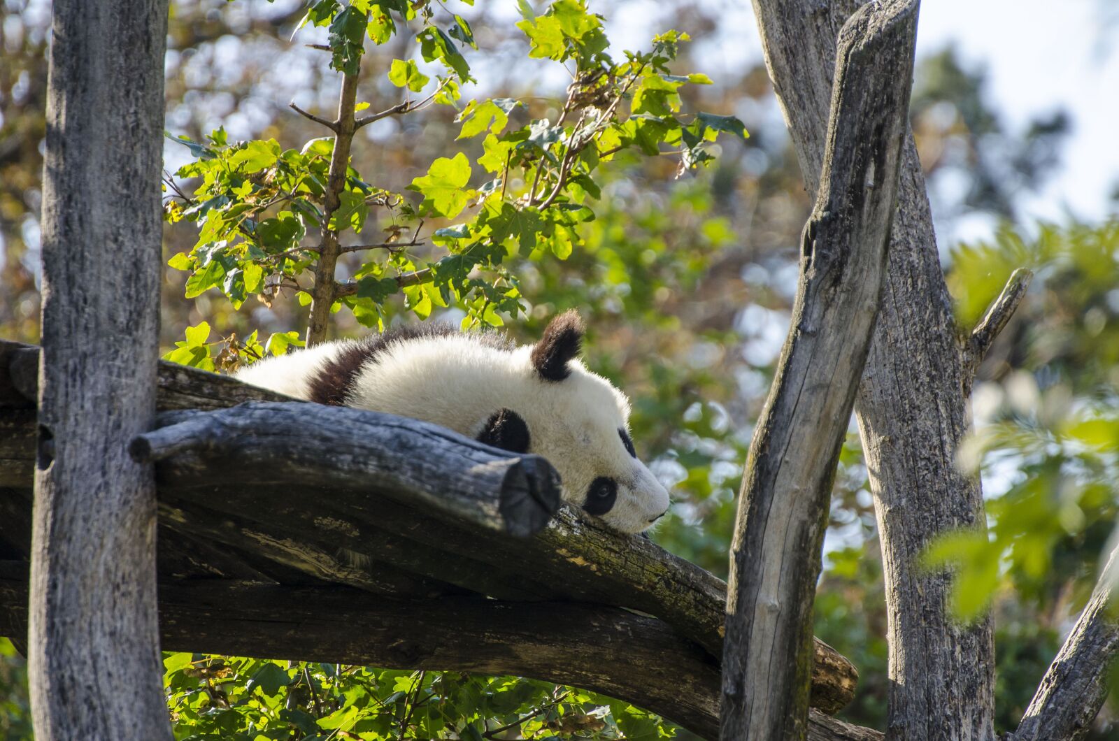 Nikon D7000 sample photo. Zoo, tiergarten, vienna photography