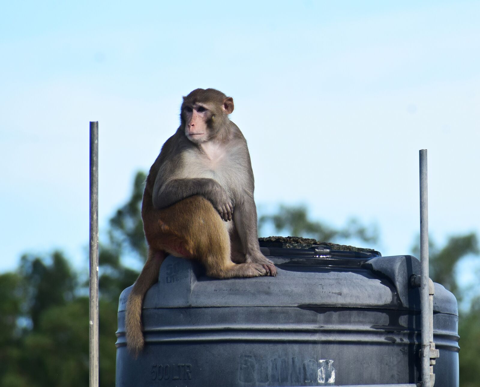 Nikon D3300 sample photo. Monkey, animal, wild photography