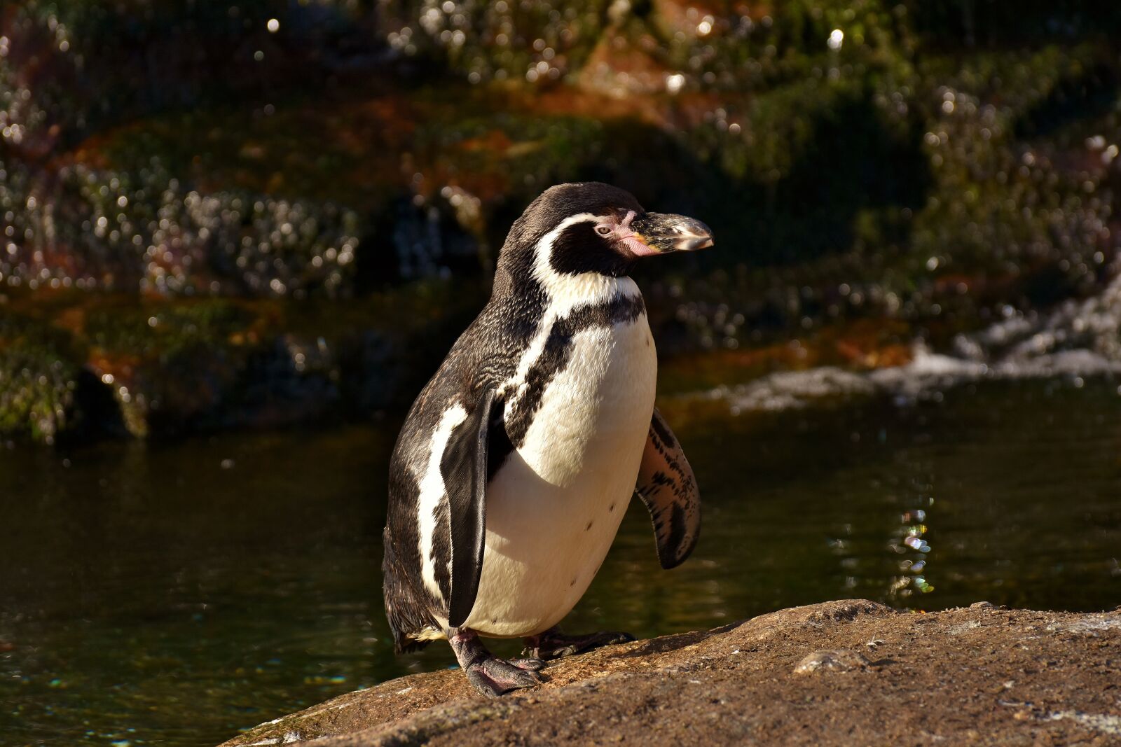 Nikon D7200 sample photo. Penguin, animal, animal world photography