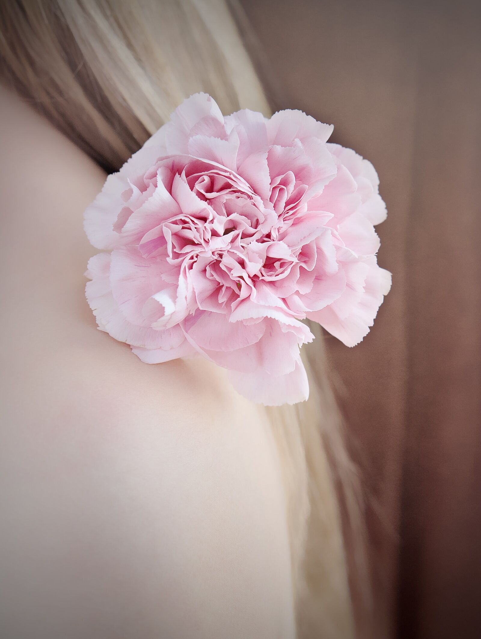 Nikon D7100 sample photo. Flower, carnation, carnation pink photography