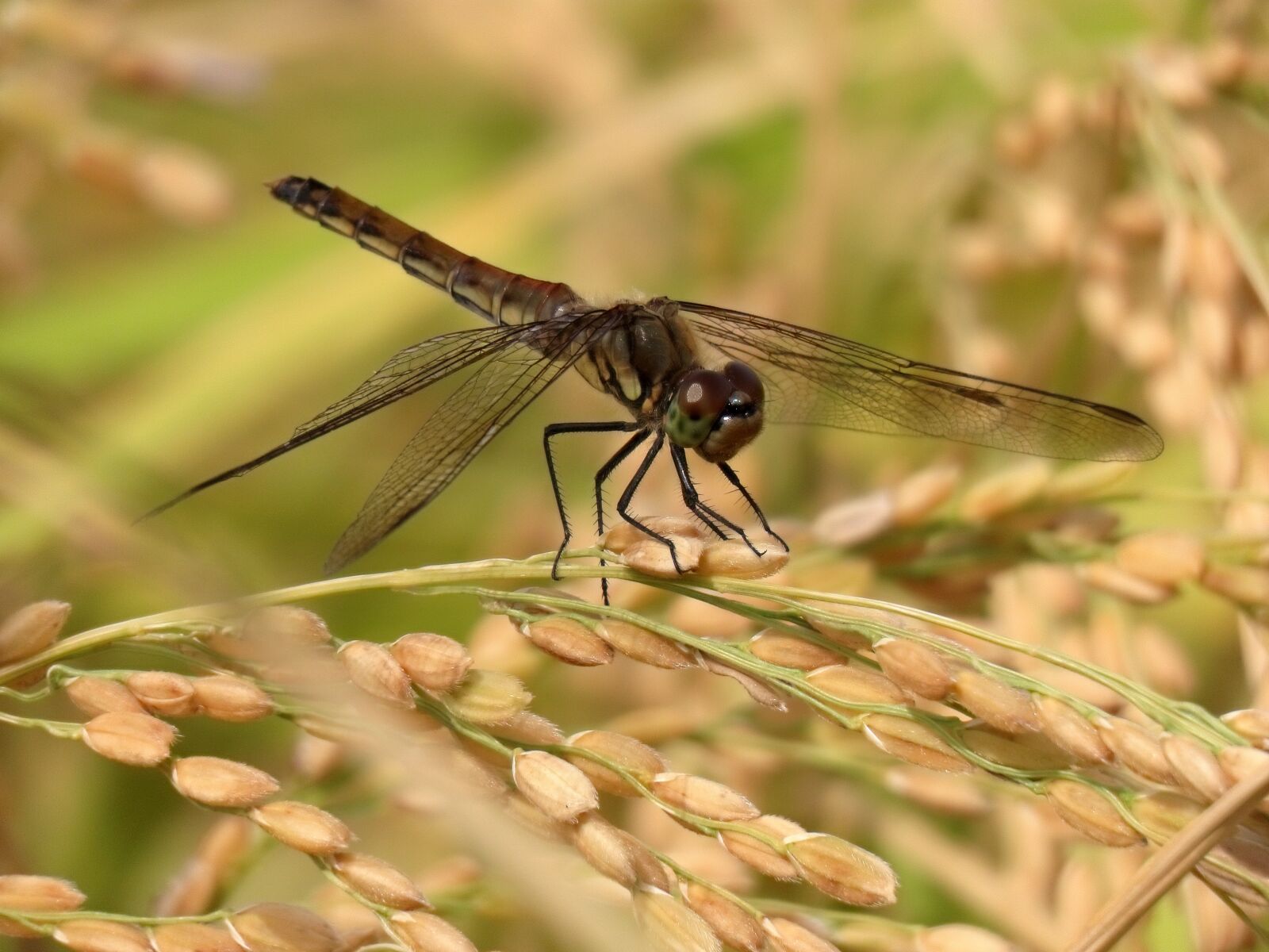 Canon PowerShot SX70 HS sample photo. Insect, paddy field, rice photography