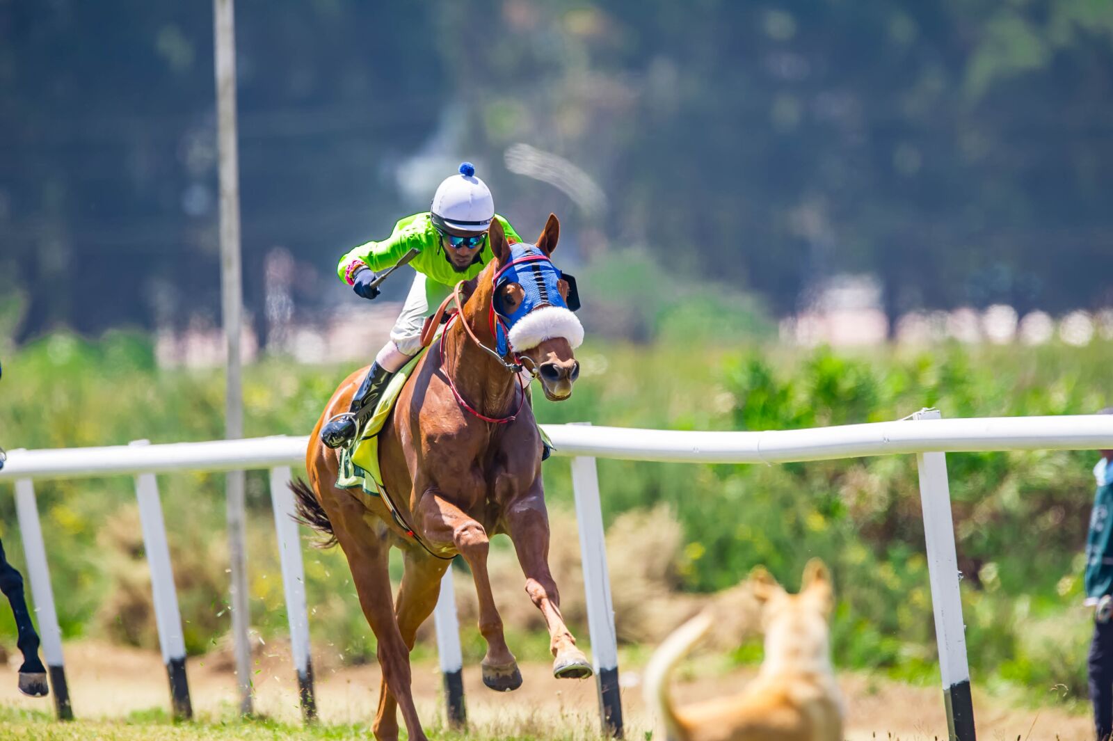 Nikon D3S sample photo. Race, speed, horse photography