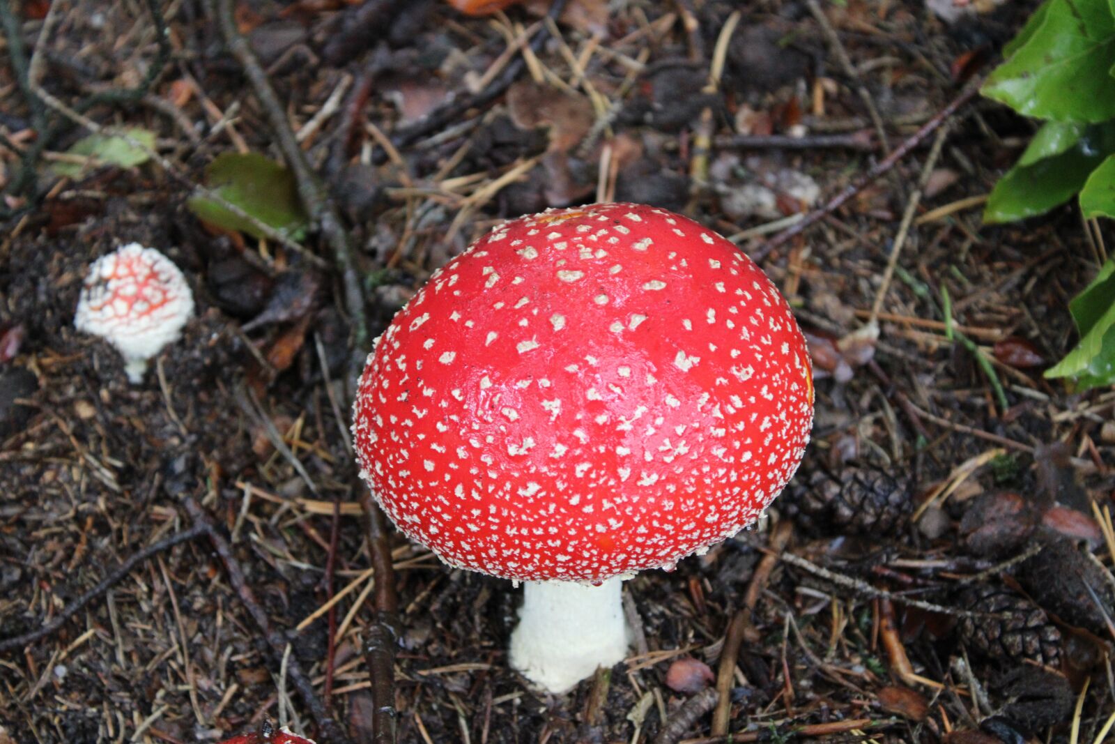 Canon EOS 2000D (EOS Rebel T7 / EOS Kiss X90 / EOS 1500D) sample photo. Fly agaric, mushroom, forest photography