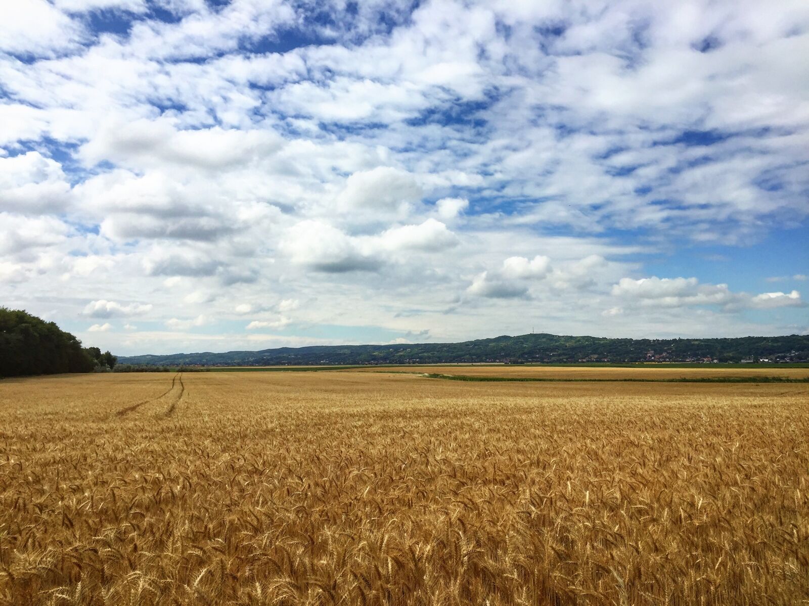 Apple iPhone 6 sample photo. Wheat, crop, agriculture photography