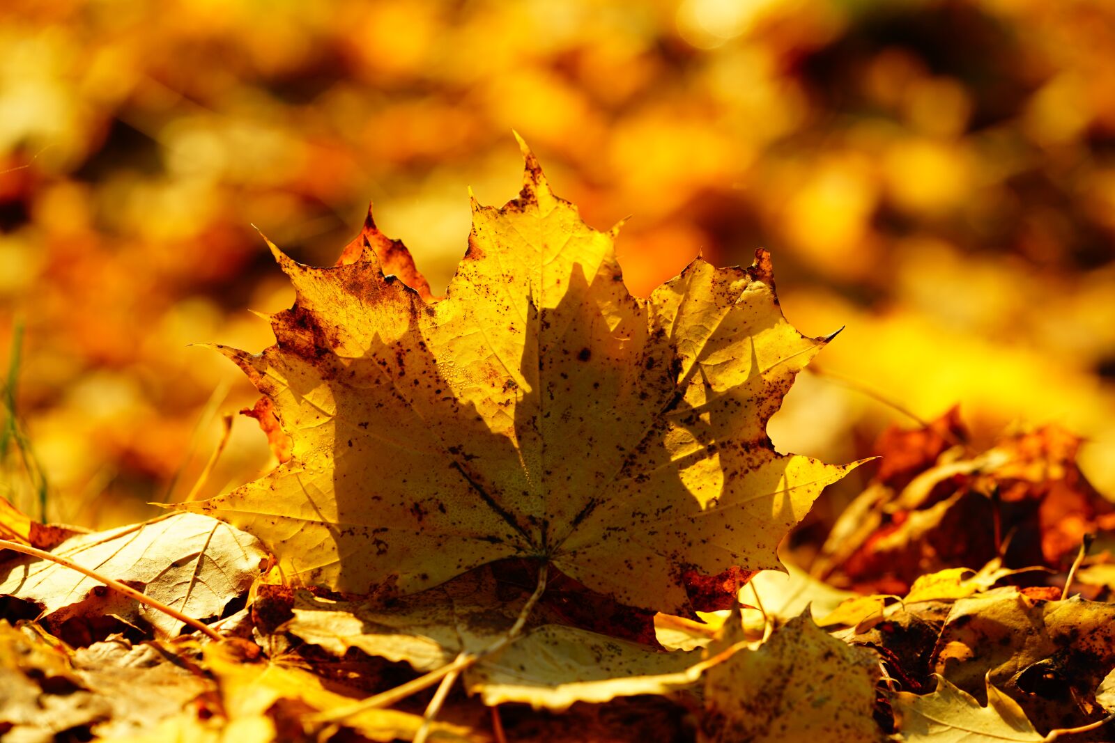 Sony a7R II + Sony FE 90mm F2.8 Macro G OSS sample photo. Leaves, fall foliage, maple photography