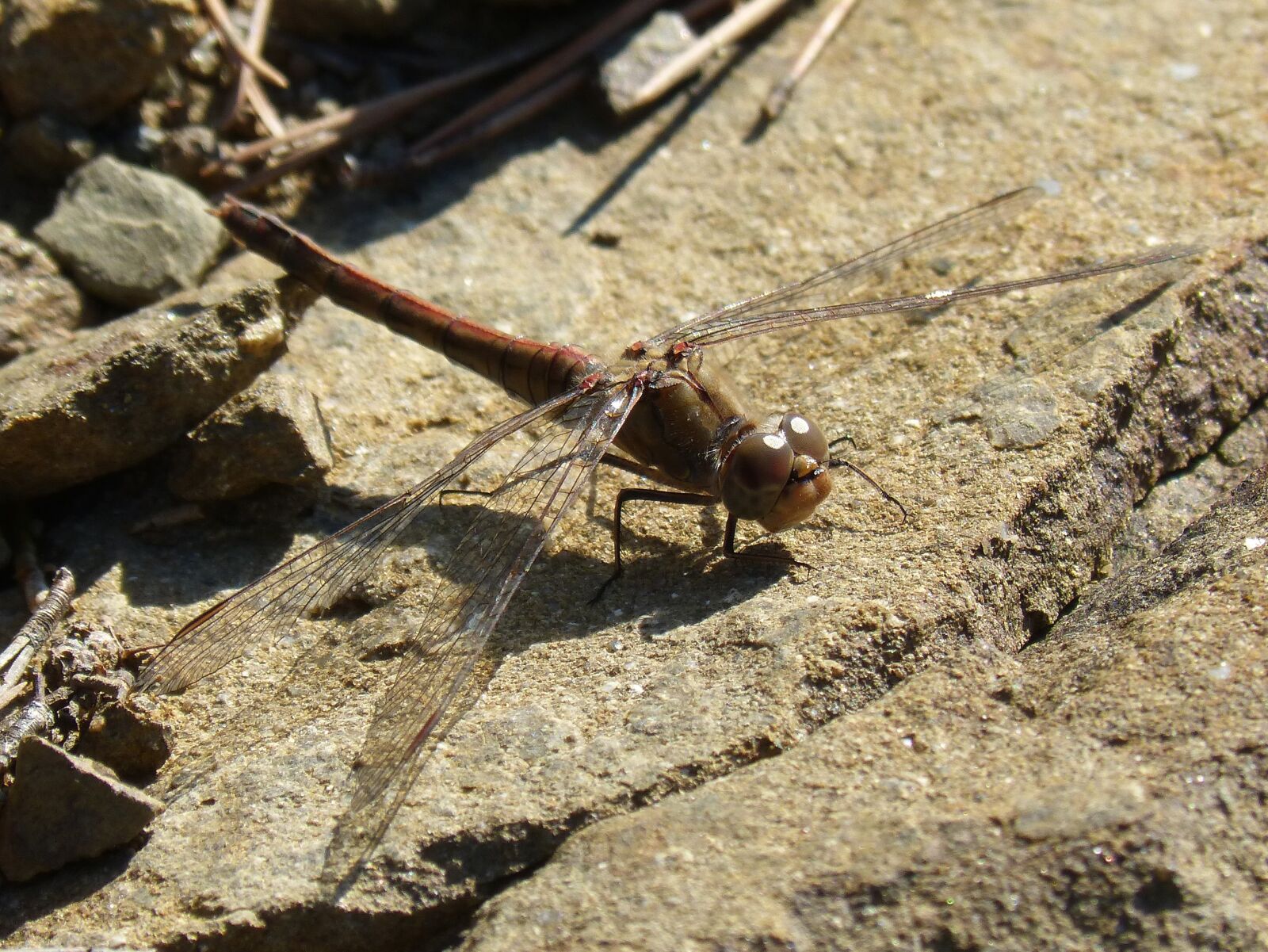 Panasonic DMC-FZ62 sample photo. Dragonfly, winged insect, detail photography
