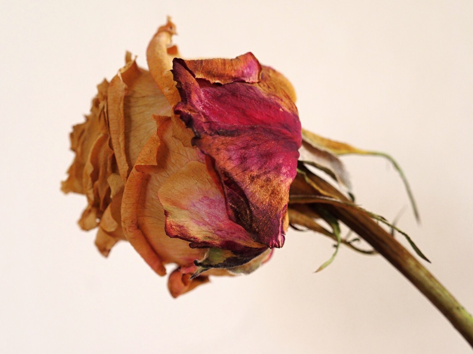 Olympus M.Zuiko Digital ED 40-150mm F2.8 Pro sample photo. Flower, rose, dry photography