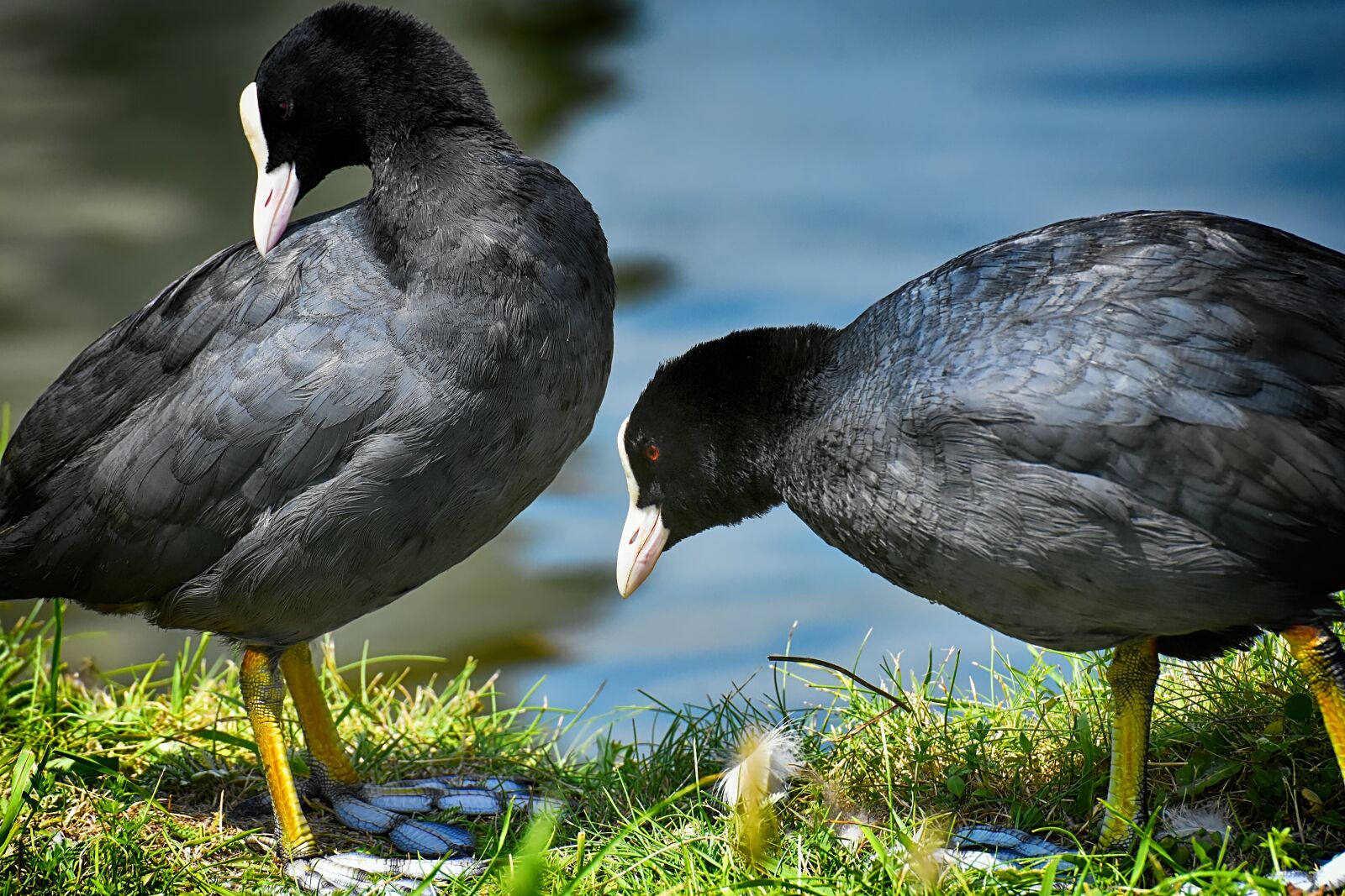 Nikon D7200 sample photo. Coot, water bird, animal photography