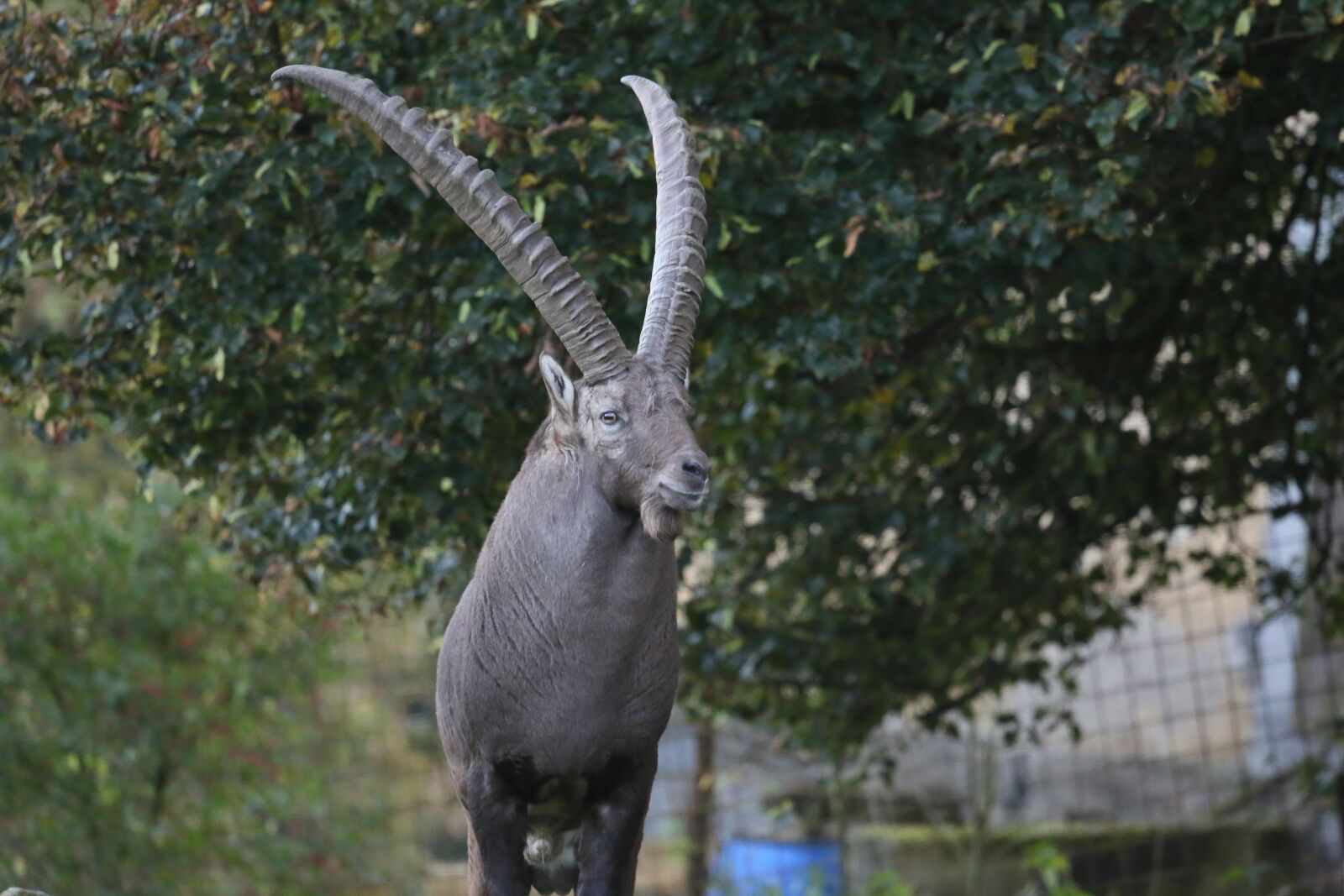 Canon EF 100-400mm F4.5-5.6L IS USM sample photo. Capricorn, animal, nature photography