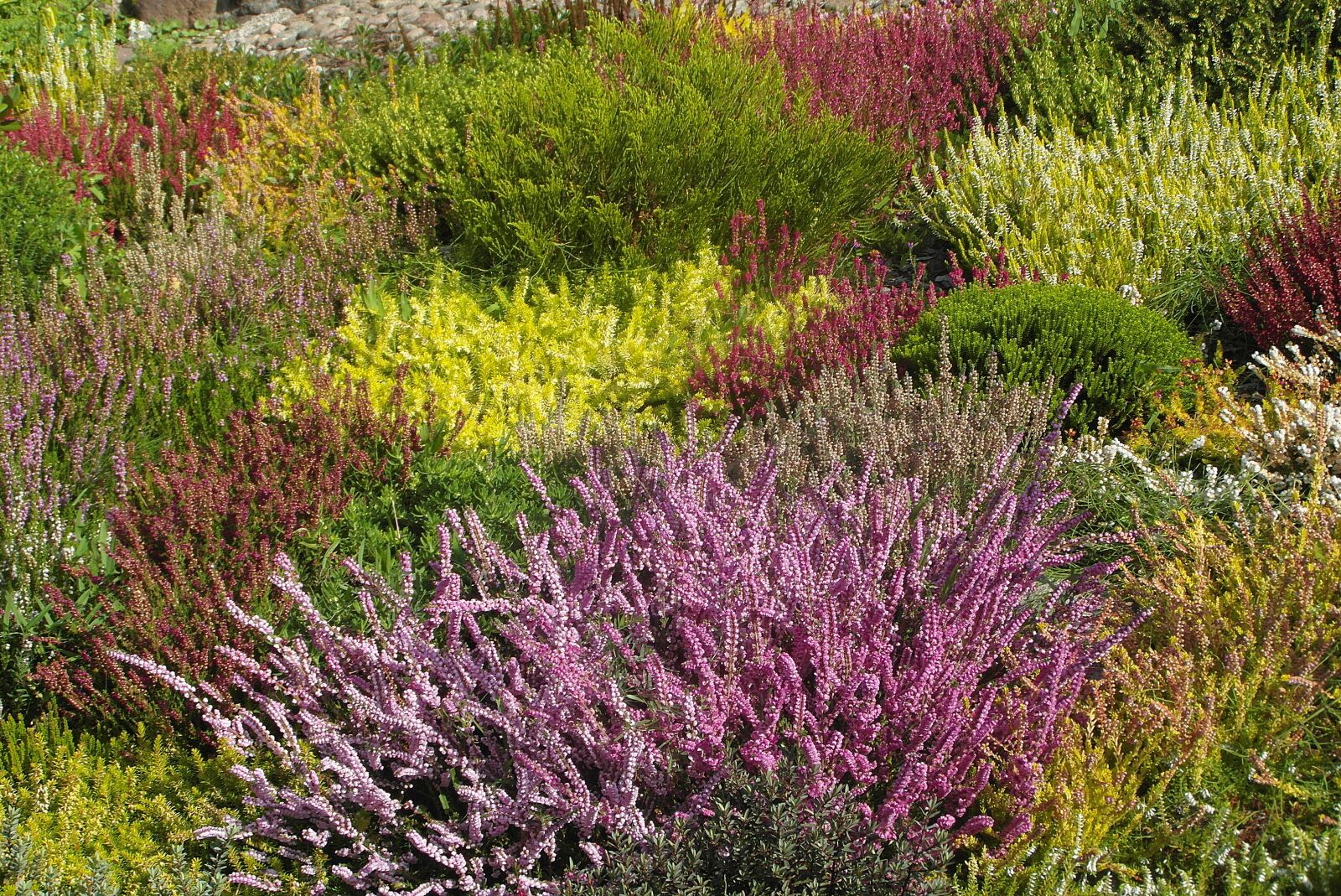Samsung WB750 sample photo. Heathers, colorful, garden photography
