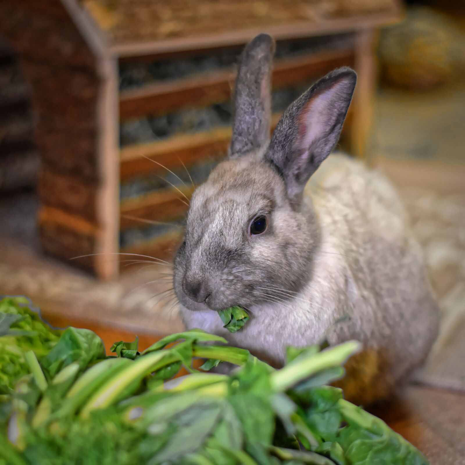Nikon D7200 sample photo. Dwarf rabbit, color dwarf photography