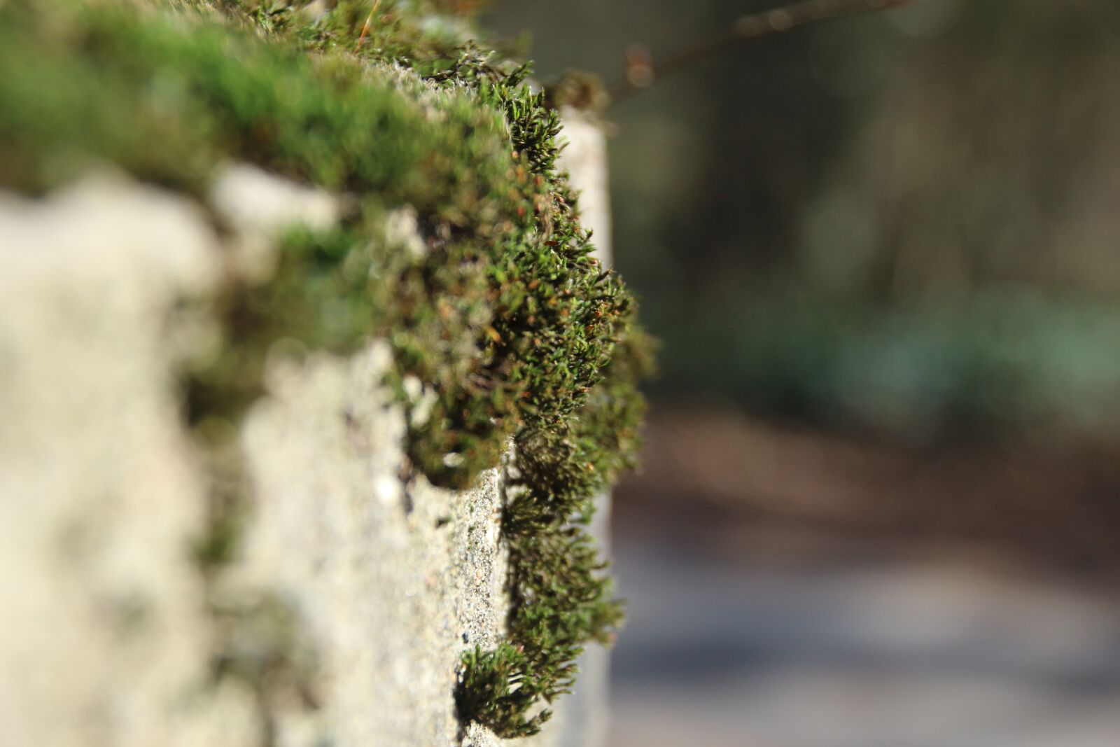 Canon EOS M10 sample photo. Nature, plant, moss photography