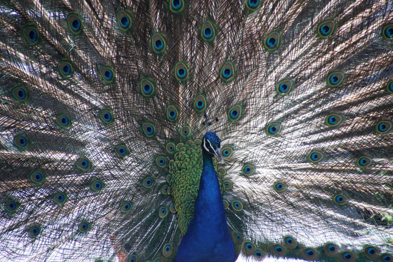 Canon EOS 7D Mark II sample photo. Animal, bird, blue, blue photography