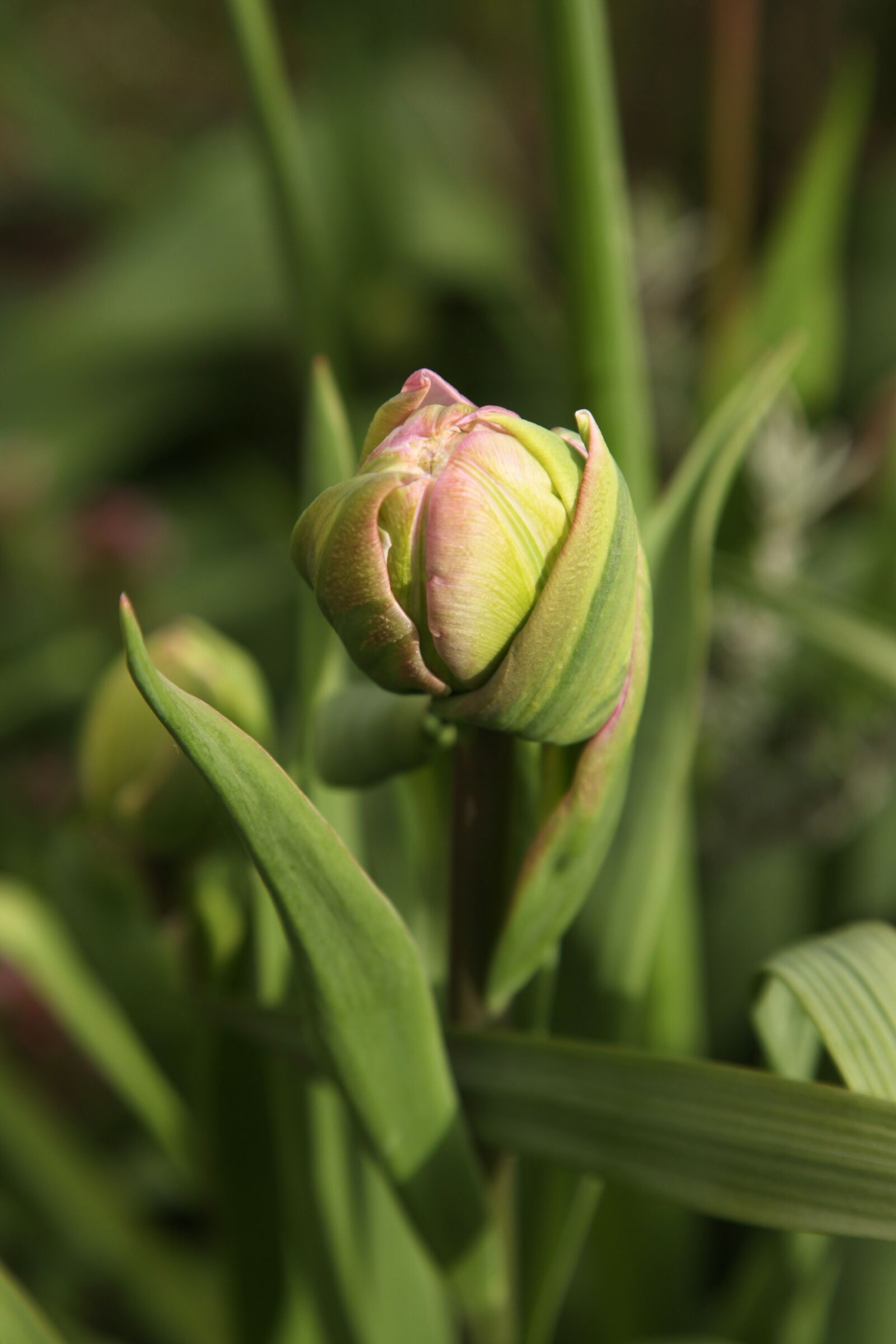 Canon EOS 5D Mark II sample photo. Tulip, garden, spring photography