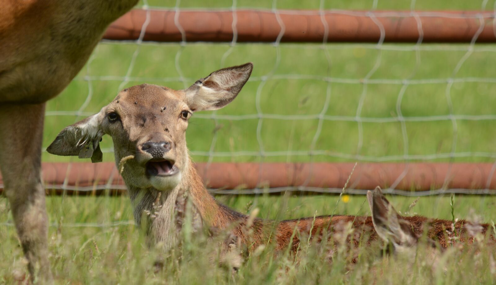 Nikon D7100 sample photo. Deer, young, fawn photography