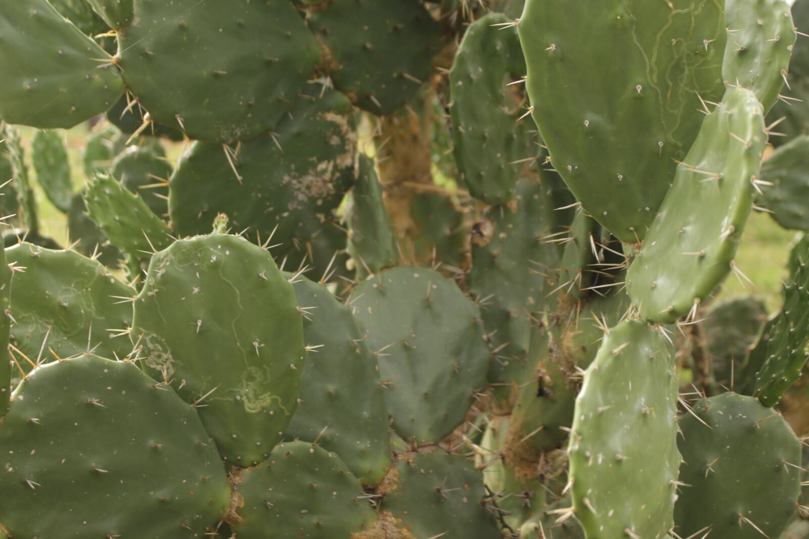 Canon EOS 700D (EOS Rebel T5i / EOS Kiss X7i) sample photo. Cactus, mexico, regional photography