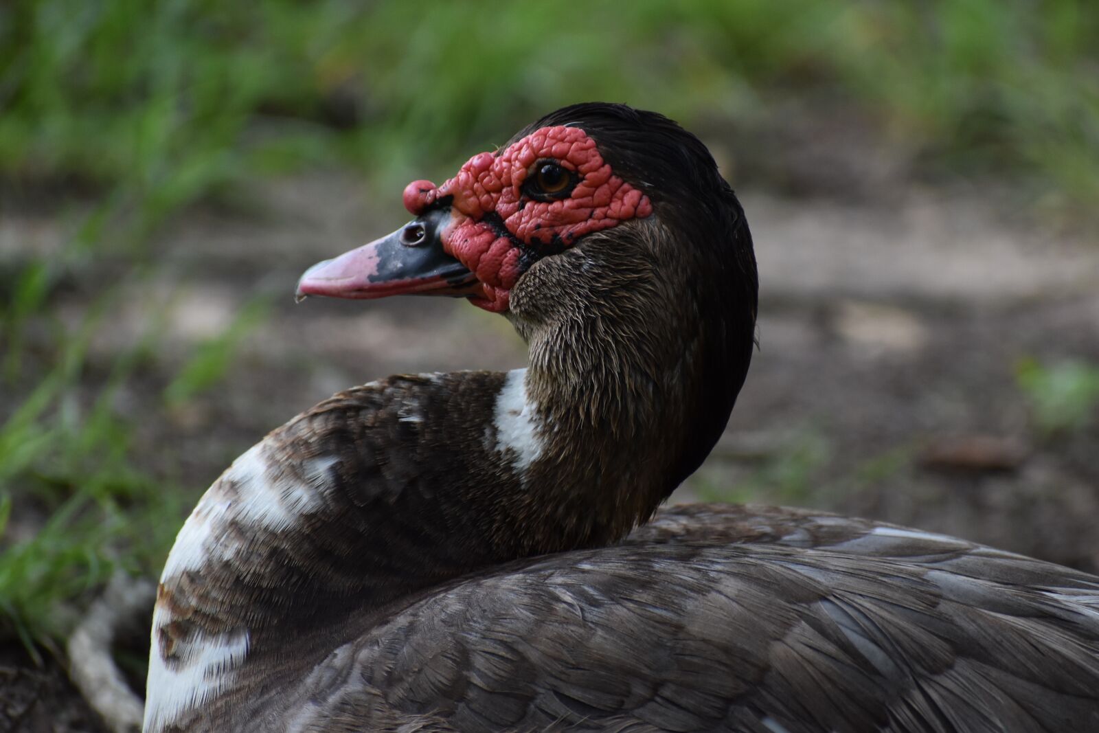 Nikon D3500 sample photo. Duck, bill, bird photography