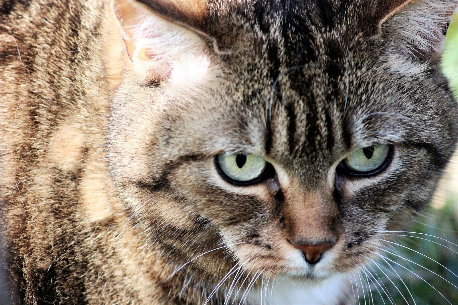 Canon EOS 600D (Rebel EOS T3i / EOS Kiss X5) sample photo. Cat, fur eyes, animal photography