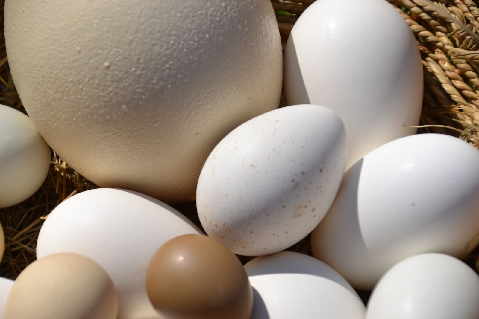 Nikon D3100 sample photo. Egg, basket, ostrich egg photography