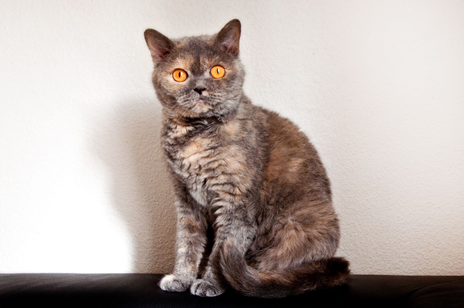 Nikon D90 sample photo. Cat, race, british shorthair photography