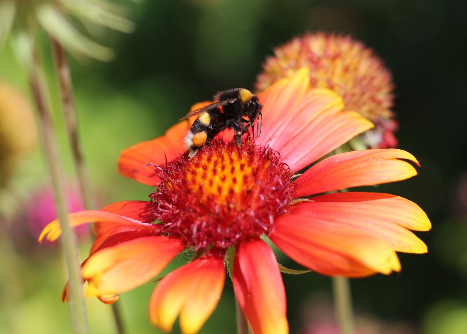 Canon EOS 700D (EOS Rebel T5i / EOS Kiss X7i) + Canon EF 50mm F1.8 STM sample photo. Blanket flowers, garden, nature photography