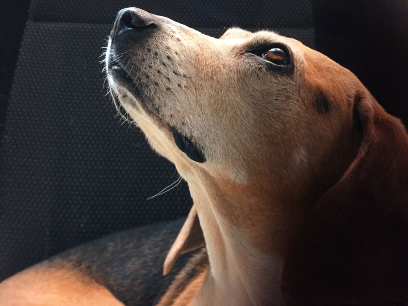 Apple iPhone 6 sample photo. Pet dog, beagle dog photography