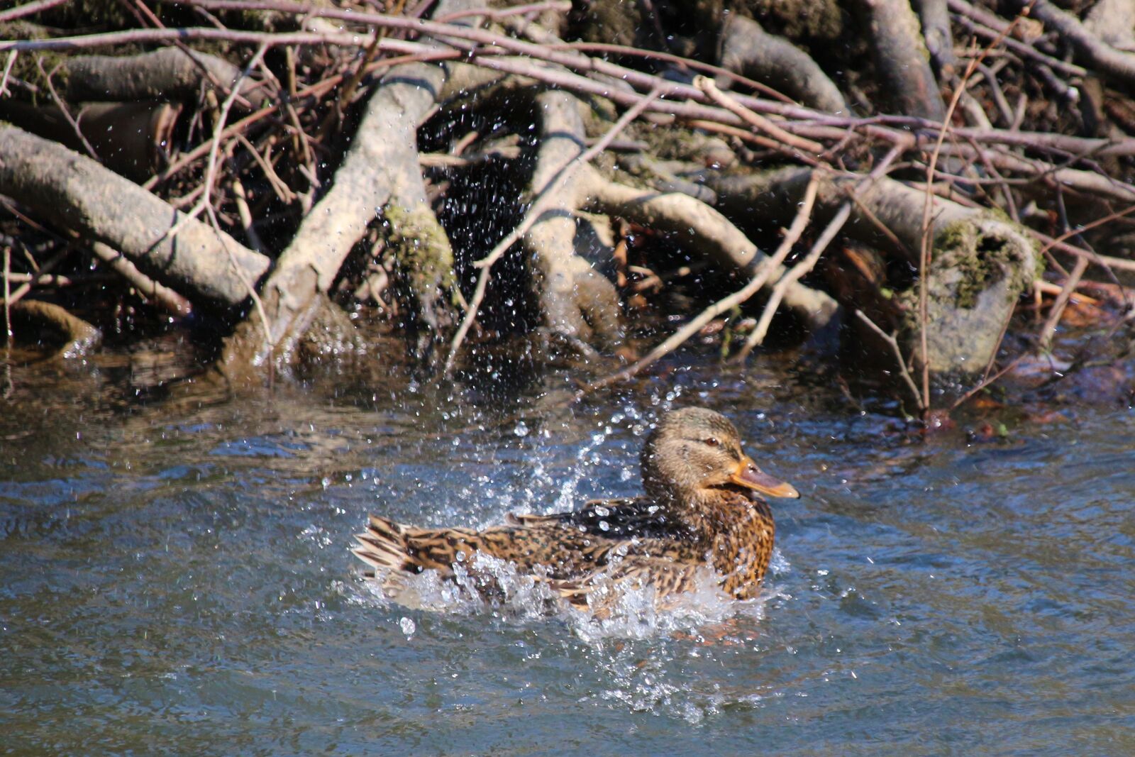 Canon EOS 700D (EOS Rebel T5i / EOS Kiss X7i) sample photo. Duck, water, bird photography