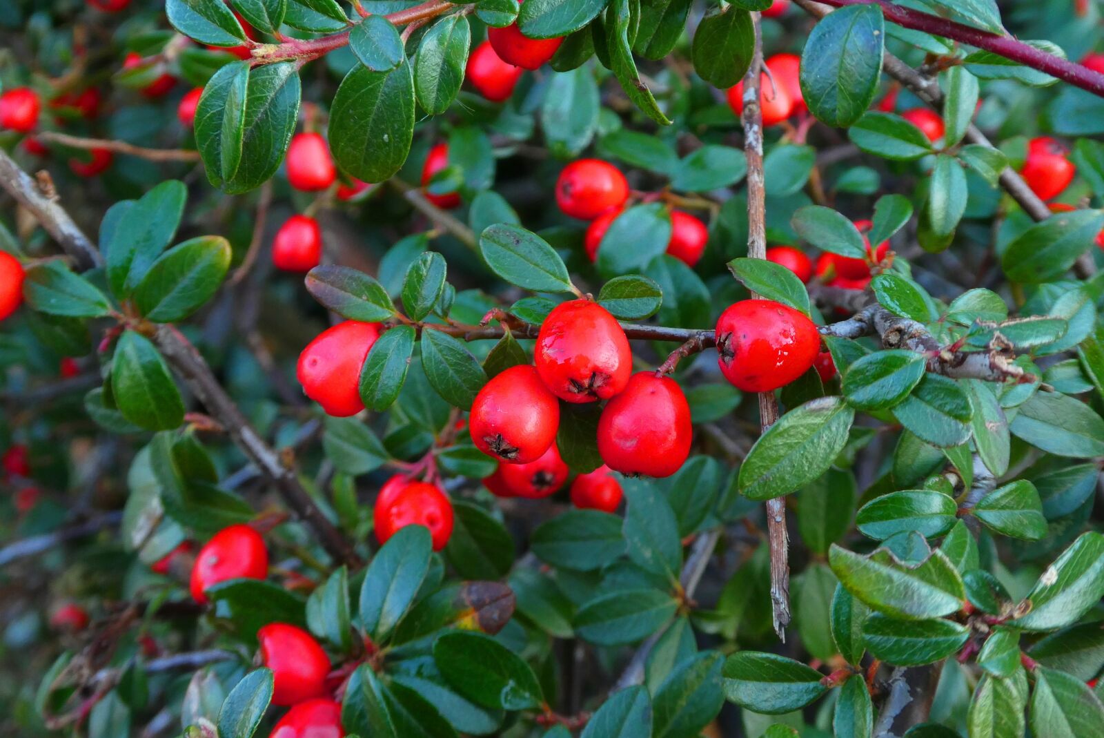 Panasonic Lumix DC-ZS70 (Lumix DC-TZ90) sample photo. Berries, bush, fruits photography