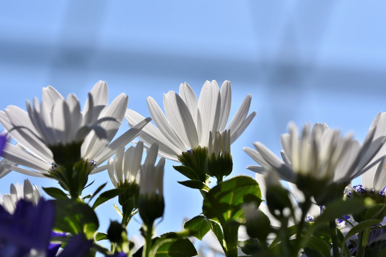 Nikon D7200 sample photo. Marguerite, blossom, bloom photography