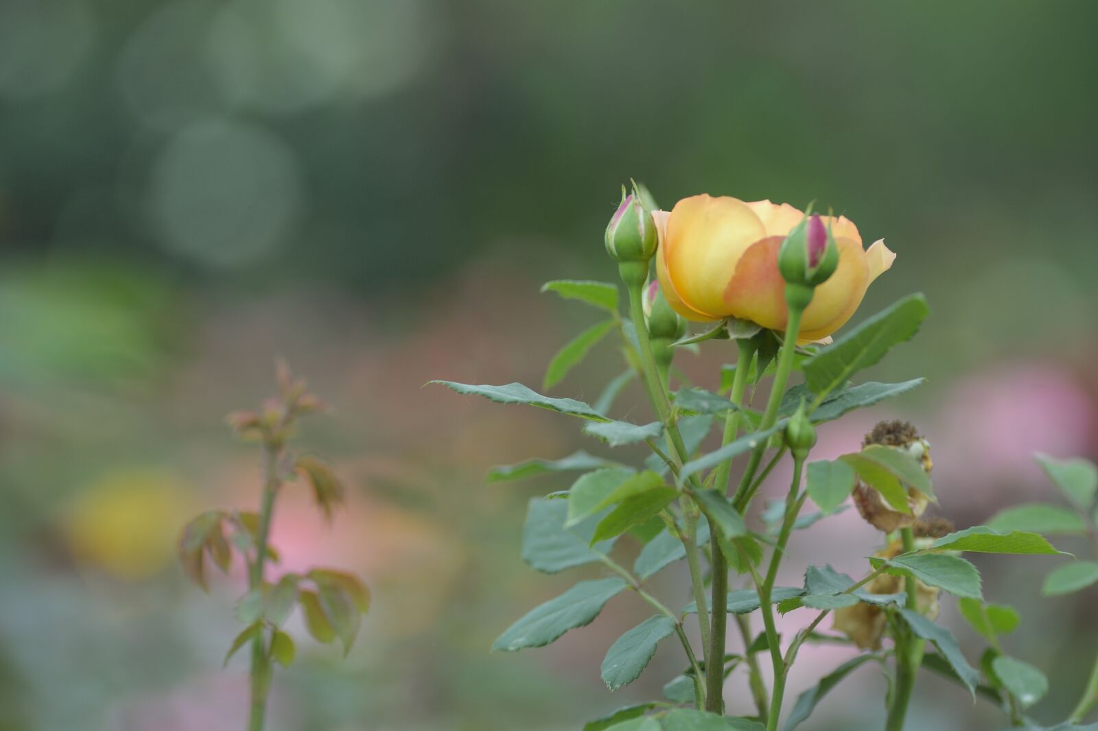 Nikon D700 sample photo. Rose, flower, blooming flower photography