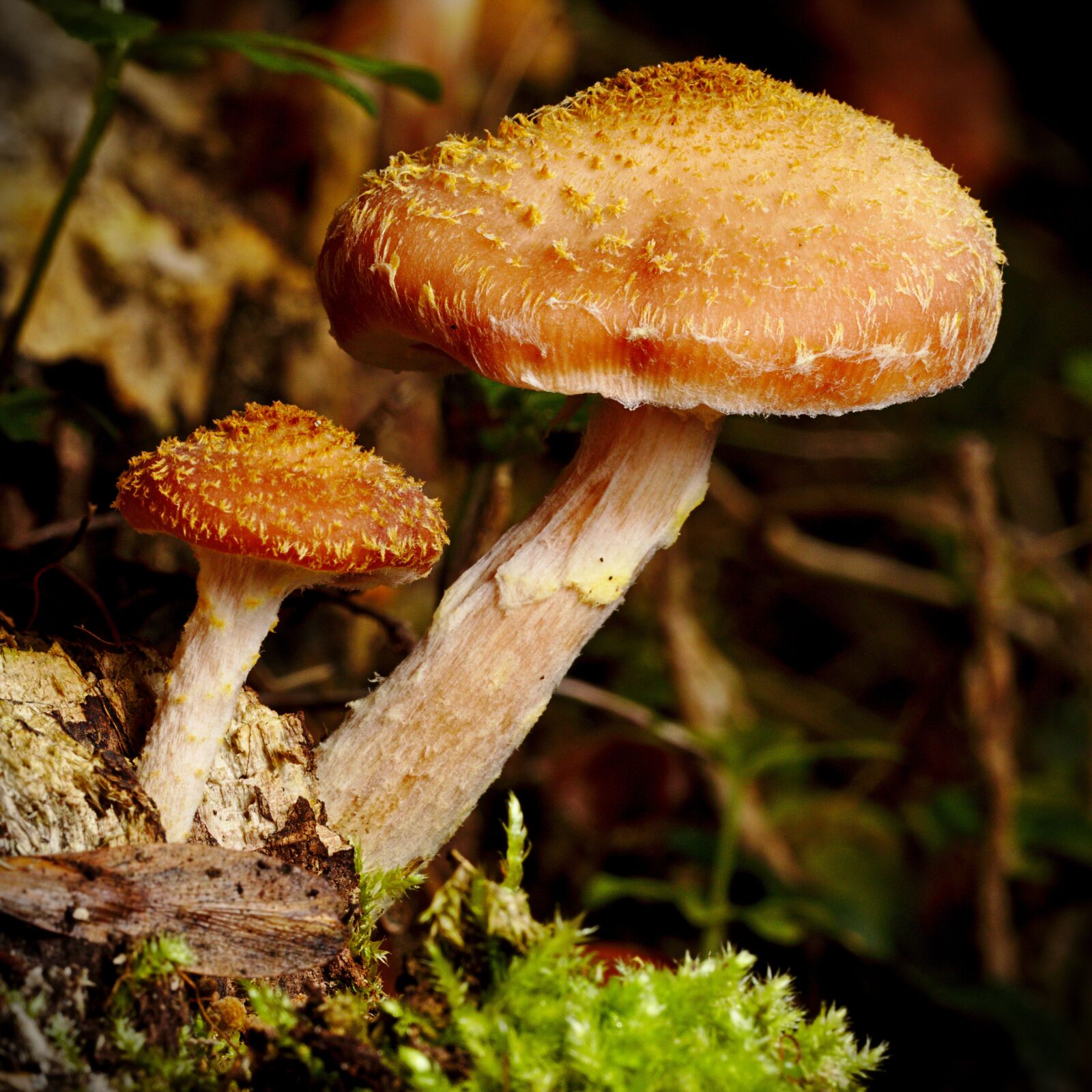 Canon EOS M5 sample photo. Mushroom, forest, close photography