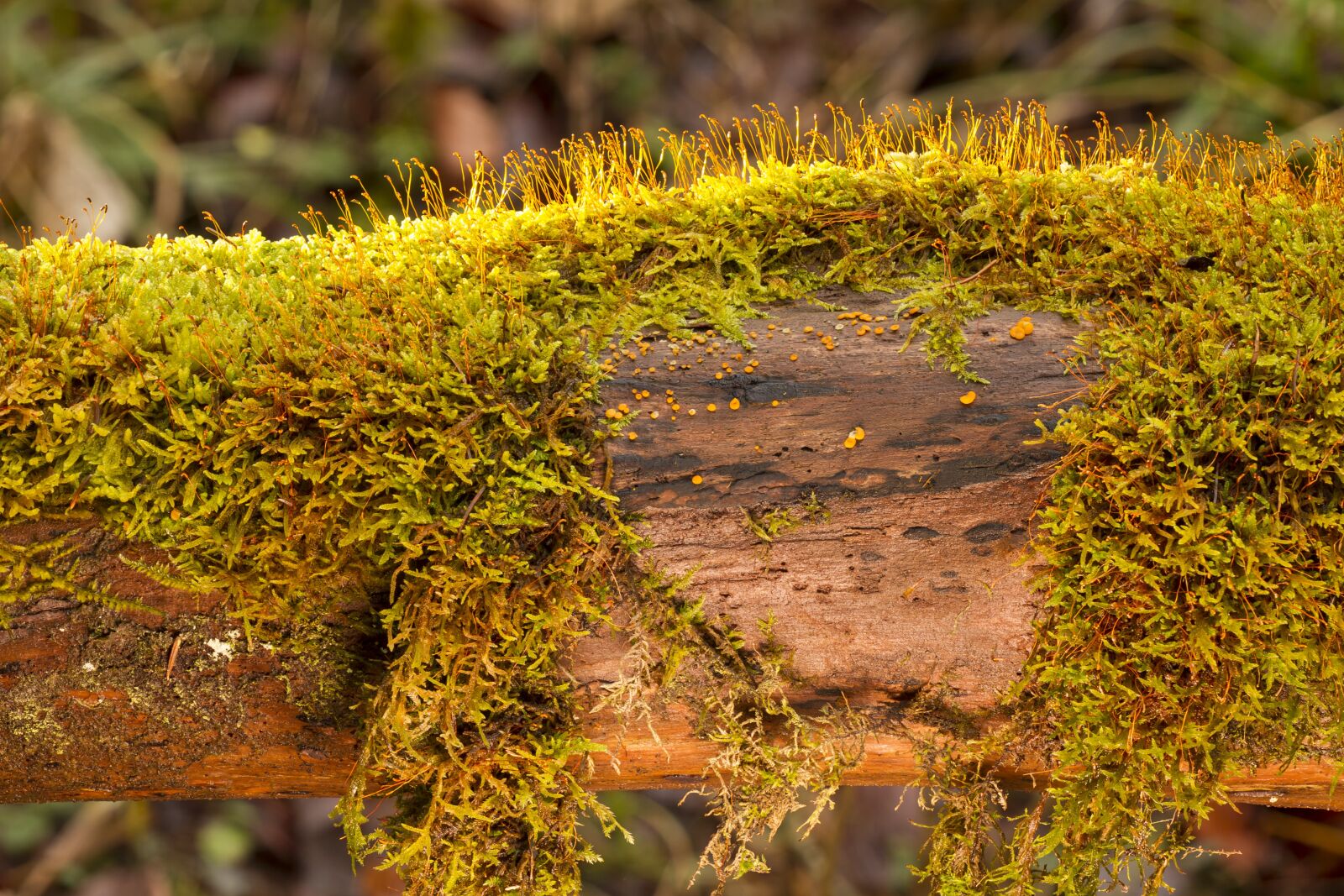Canon EOS 7D sample photo. Moss, nature, plant photography