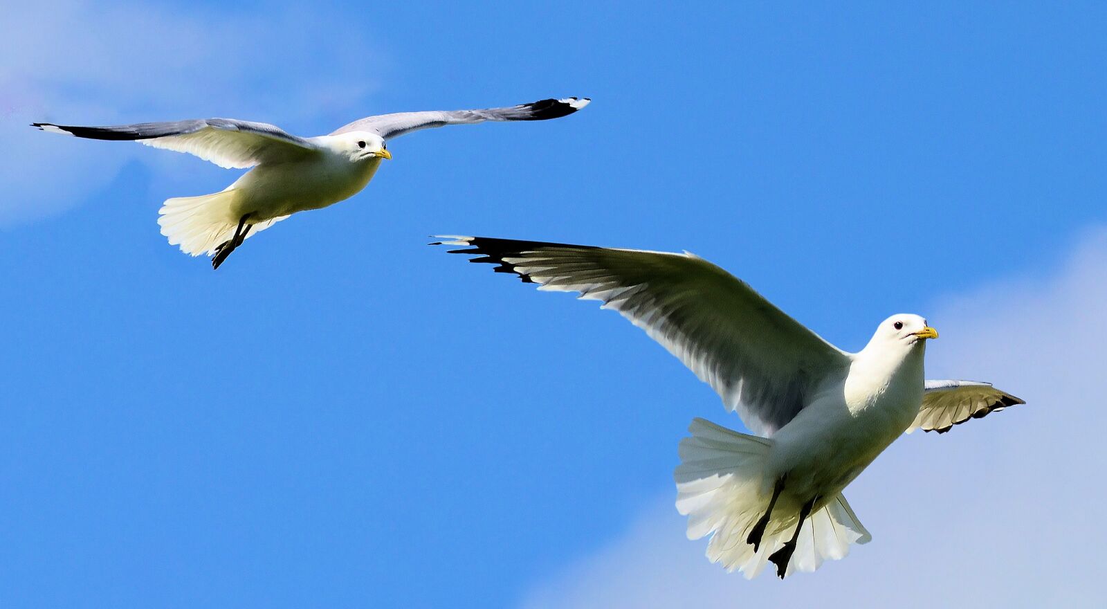 Nikon D5100 sample photo. Birds, seagulls, nature photography