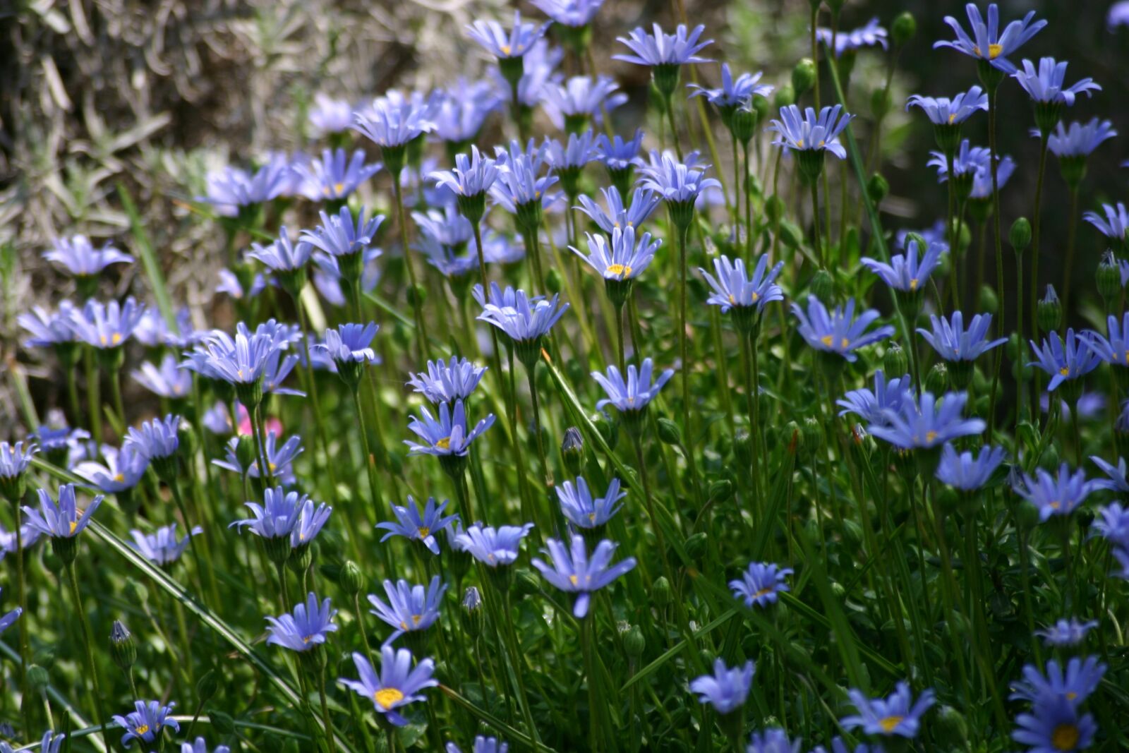 Canon EOS 300D (EOS Digital Rebel / EOS Kiss Digital) sample photo. Blue flowers, garden, spring photography