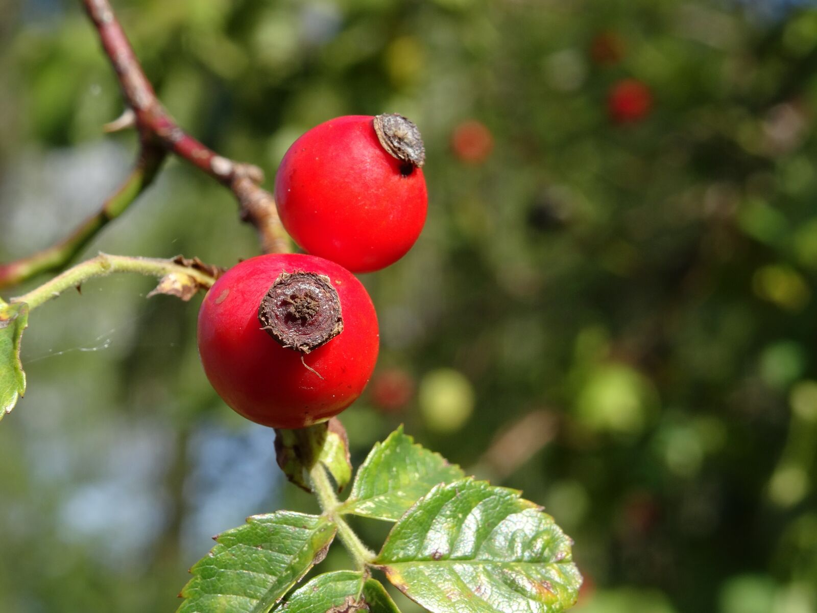Sony DSC-HX50 sample photo. Rose hip, autumn, red photography