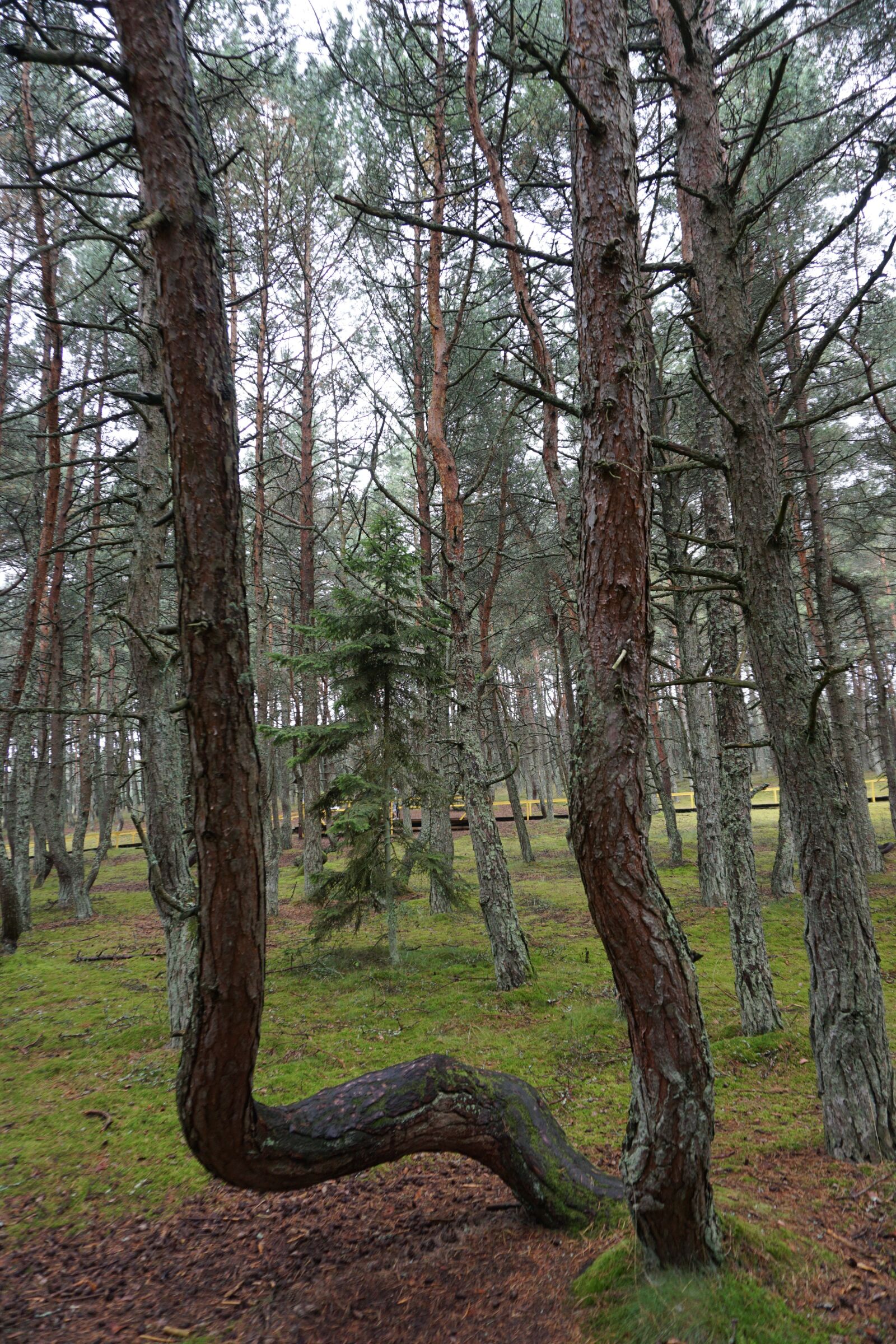 Sony a6000 sample photo. Kaliningrad, the curonian, scythe photography